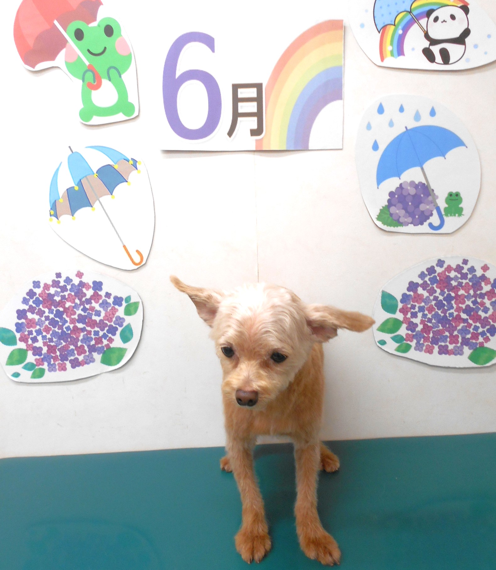 ミックス犬(その他)のトリミングカット シュシュどうぶつ病院の1枚目
