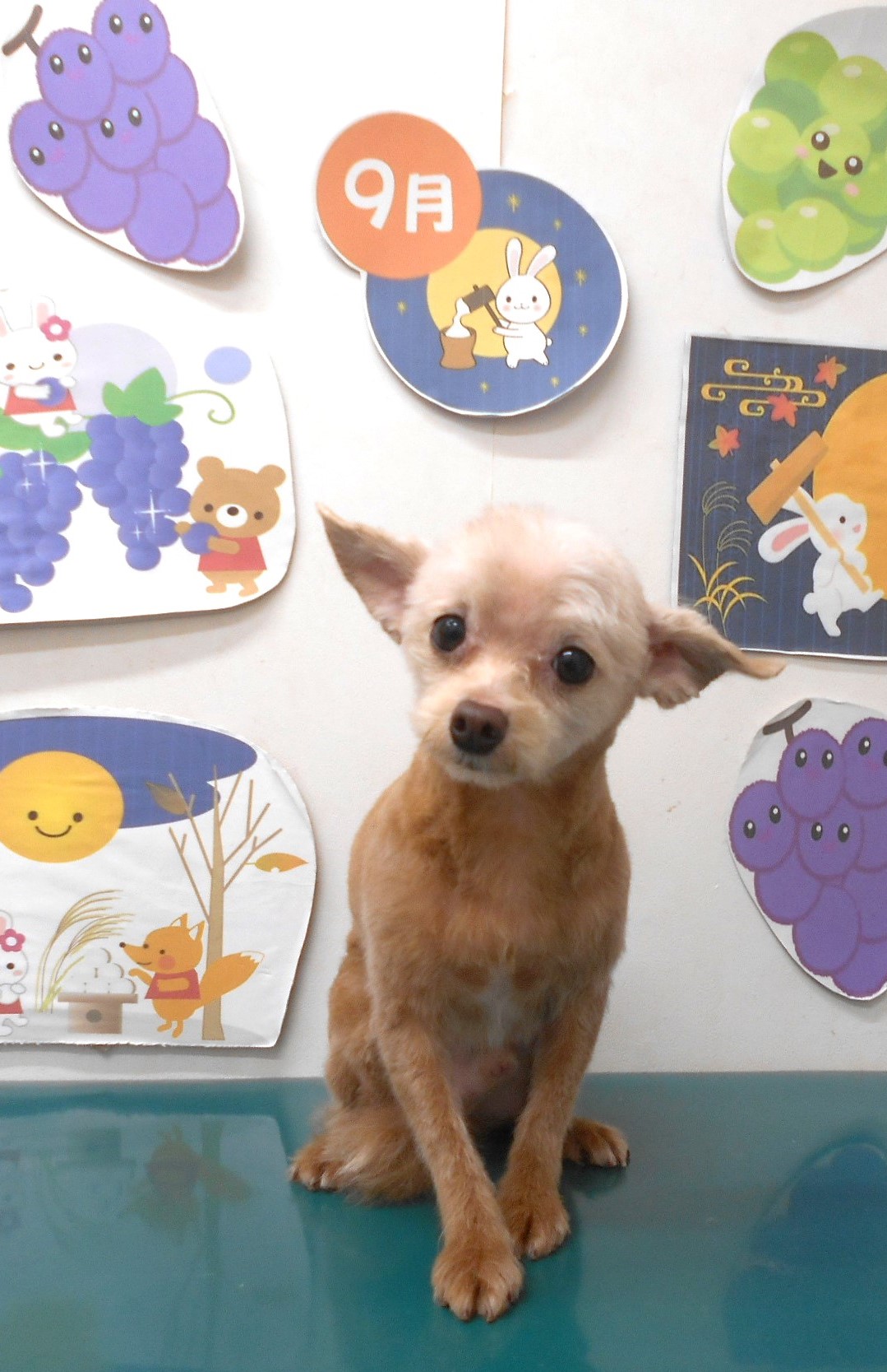 ミックス犬(その他)のトリミングカット シュシュどうぶつ病院の1枚目