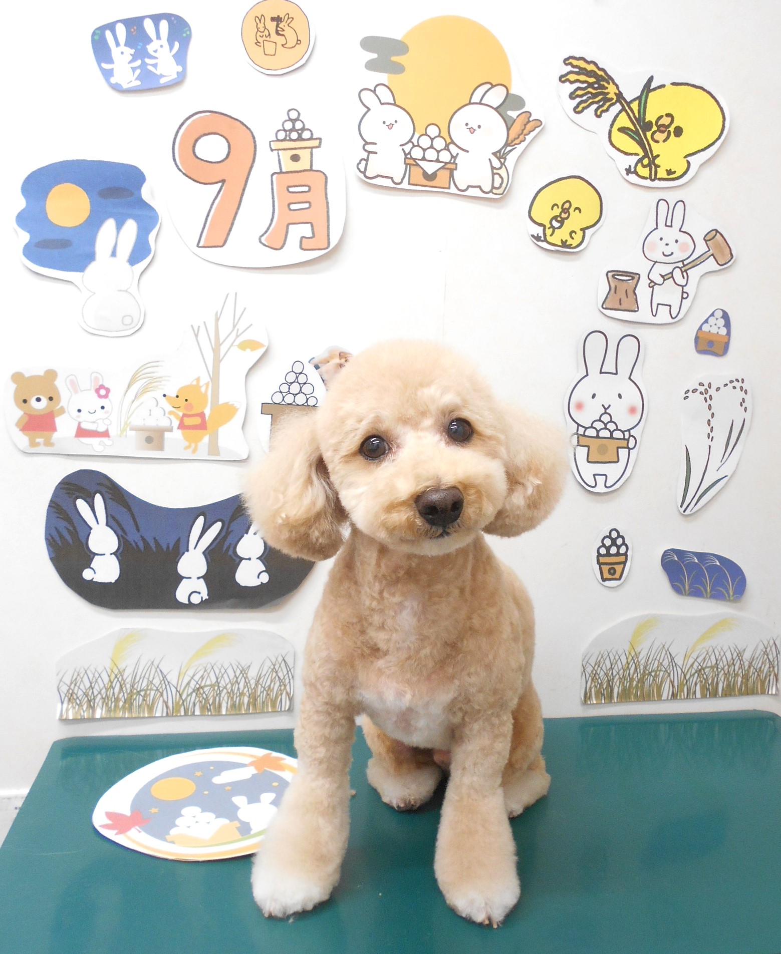 ミックス犬(その他)のトリミングカット シュシュどうぶつ病院の1枚目