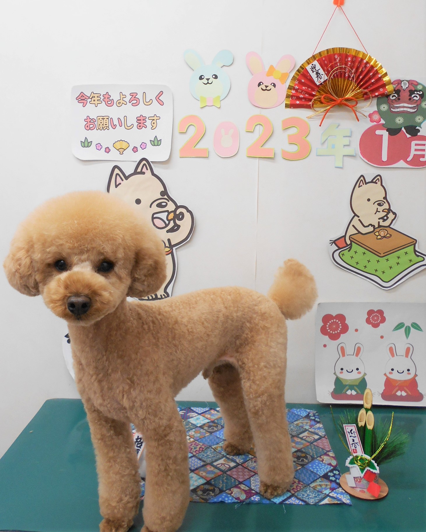 ティーカッププードルのトリミングカット シュシュどうぶつ病院の1枚目