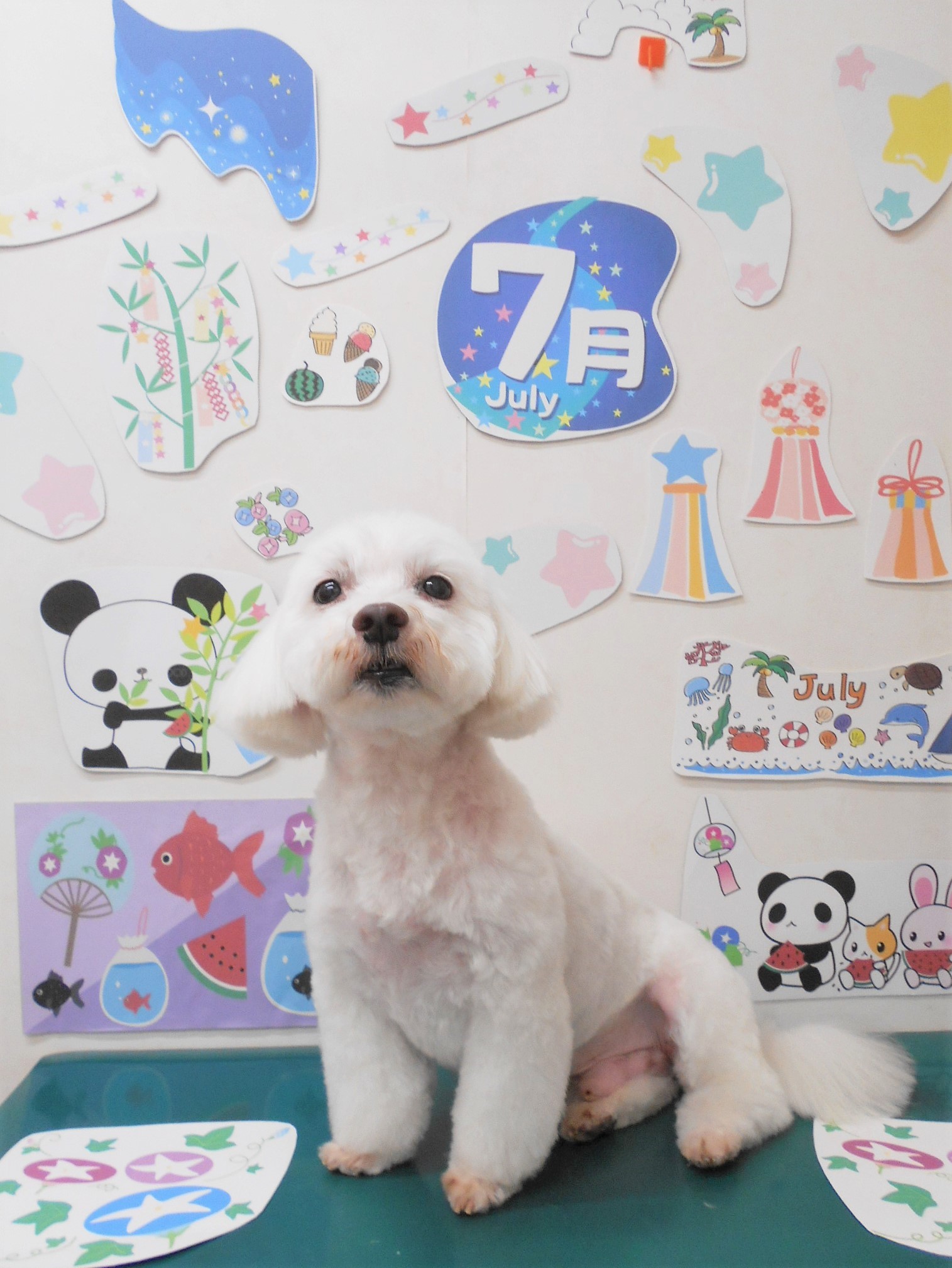 ミックス犬(その他)のトリミングカット シュシュどうぶつ病院の1枚目