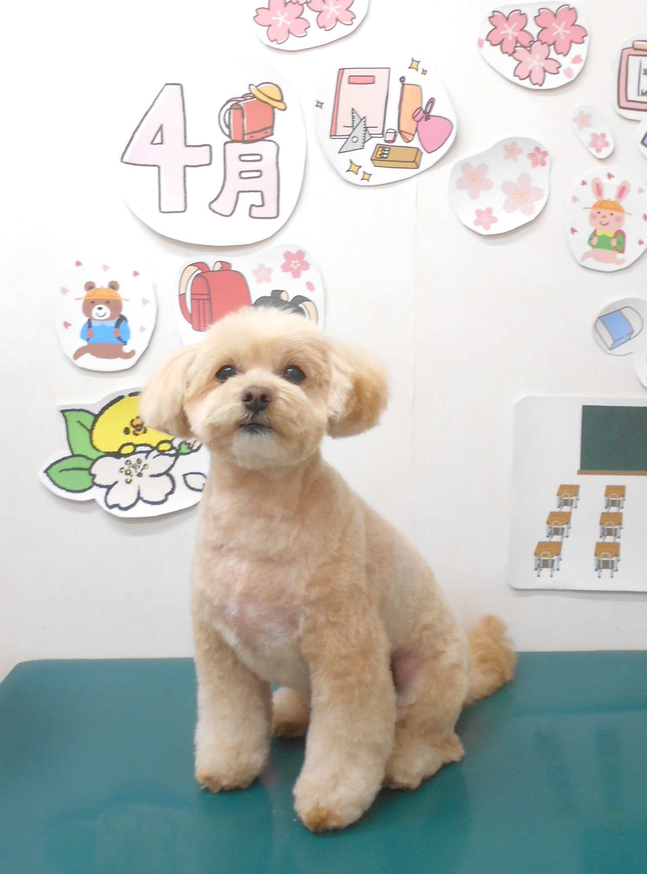 ミックス犬(その他)のトリミングカット シュシュどうぶつ病院の1枚目
