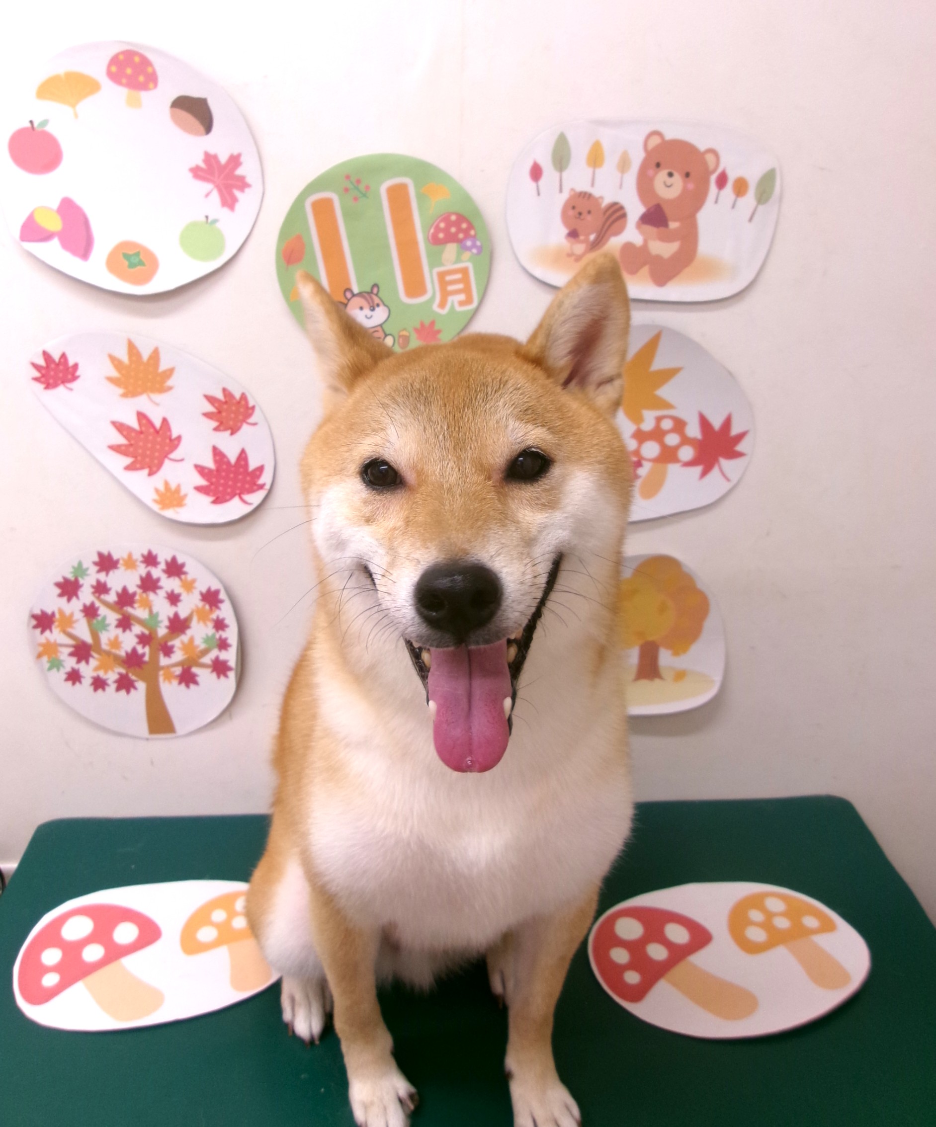 トリミングサロン シュシュどうぶつ病院のトリミングカット-10573の1枚目