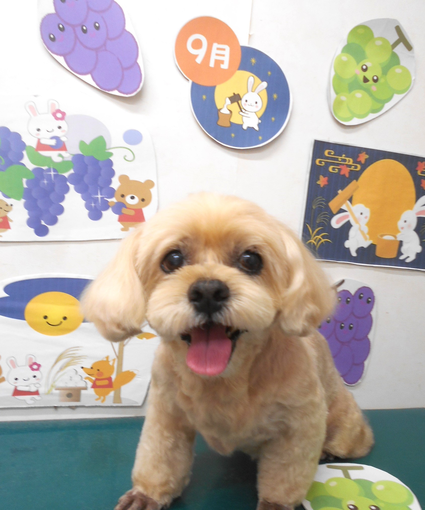 ミックス犬(その他)のトリミングカット シュシュどうぶつ病院の1枚目