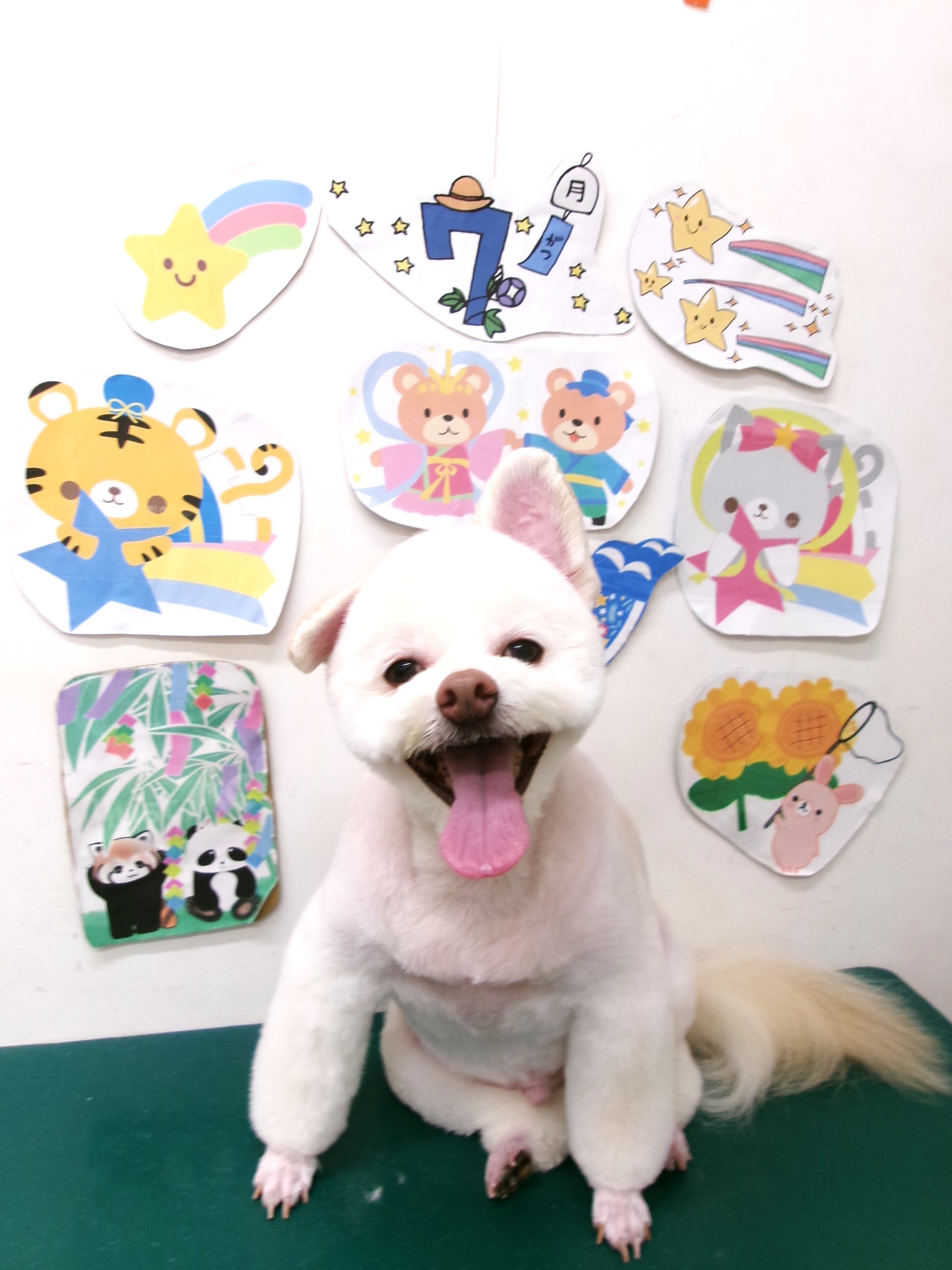 ポメプー (ポメラニアン×トイプードル)のトリミングカット シュシュどうぶつ病院の1枚目