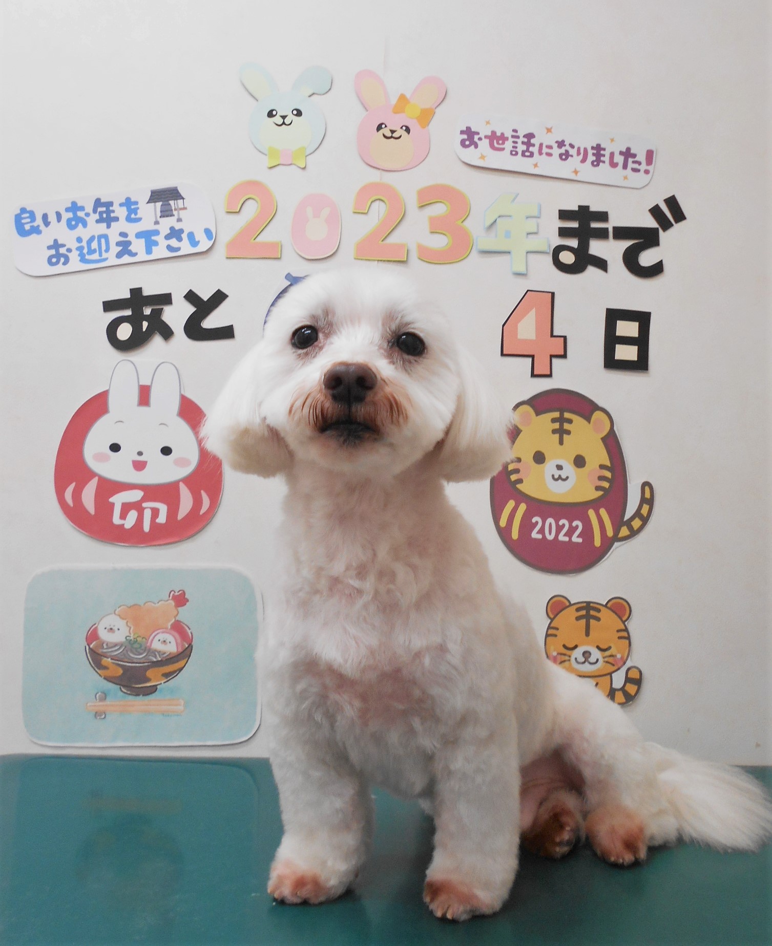 ミックス犬(その他)のトリミングカット シュシュどうぶつ病院の1枚目