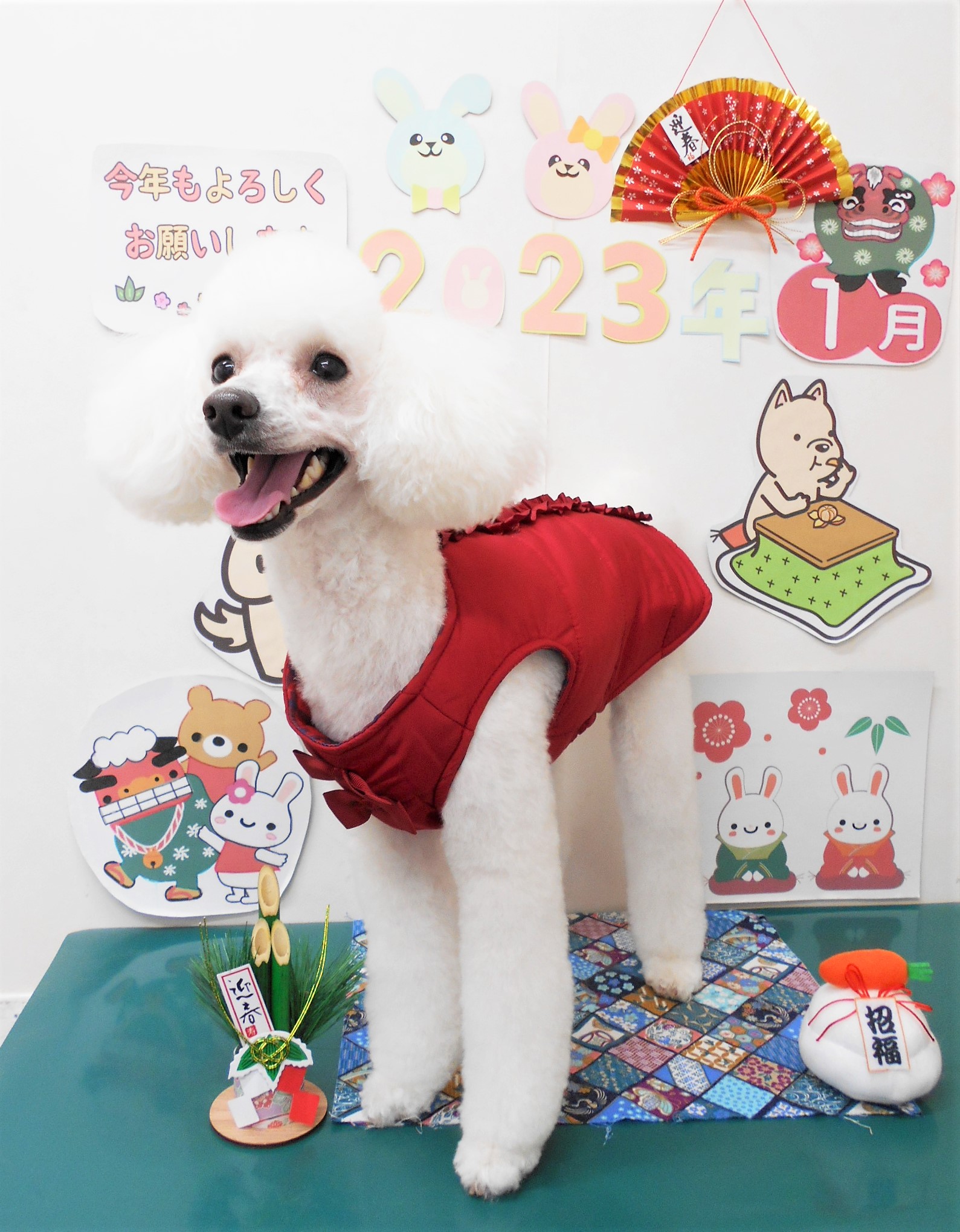 トイプードルのトリミングカット シュシュどうぶつ病院の1枚目