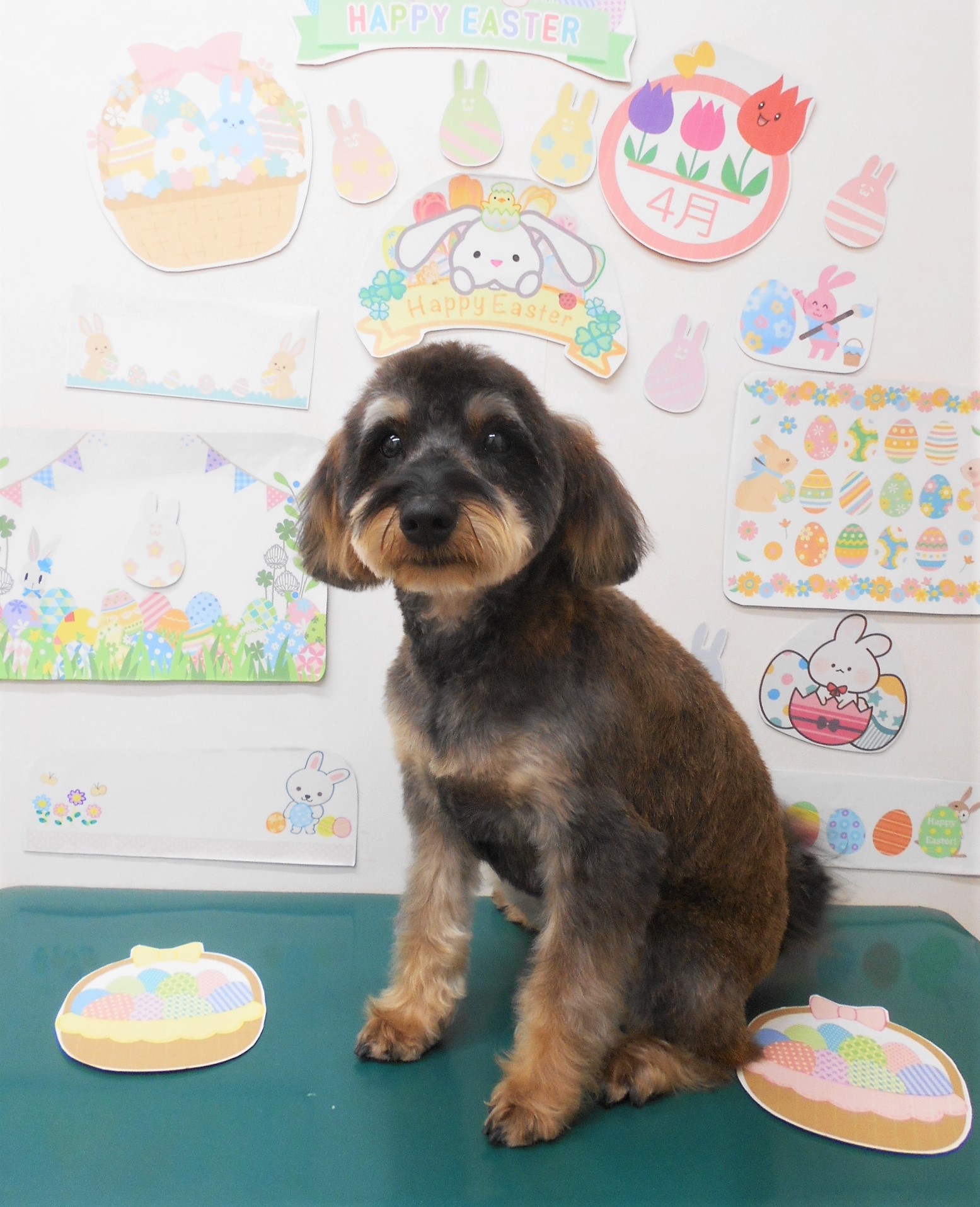 ミックス犬(その他)のトリミングカット シュシュどうぶつ病院の1枚目