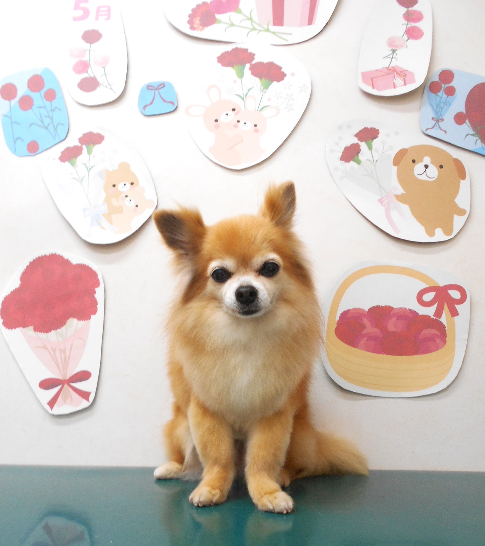 チワワのトリミングカット シュシュどうぶつ病院の1枚目