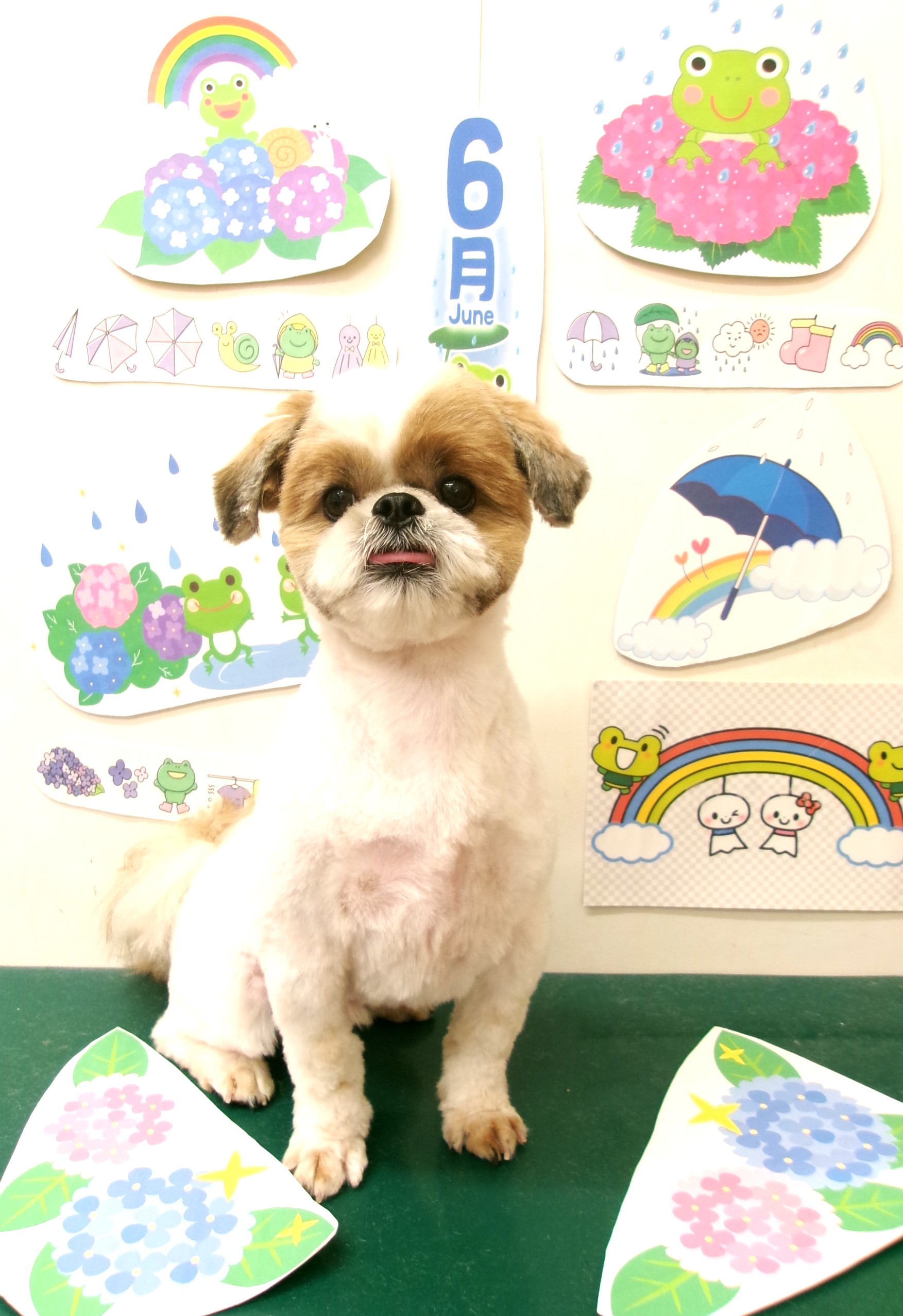 トリミングサロン シュシュどうぶつ病院のトリミングカット-10101の1枚目
