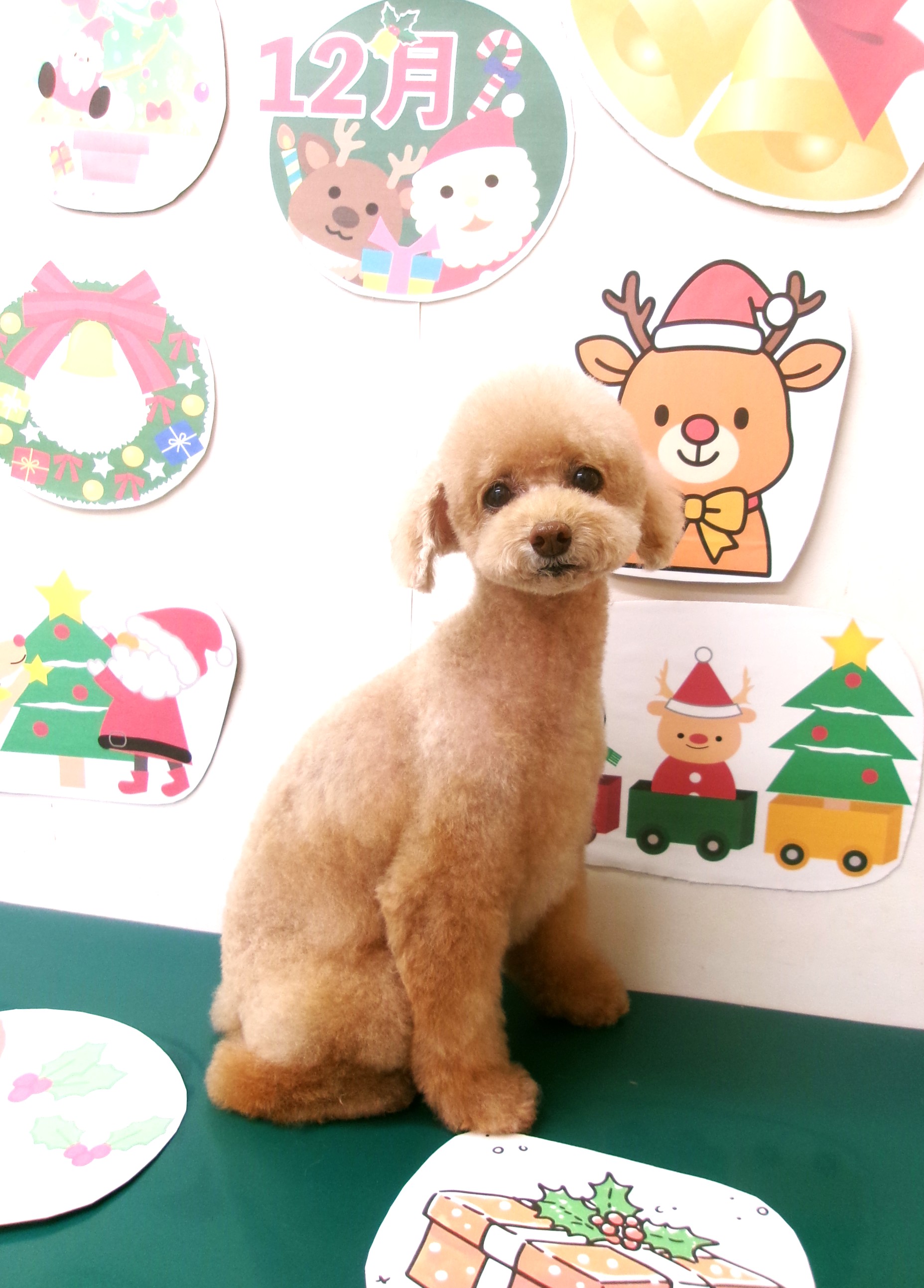 トイプードルのトリミングカット シュシュどうぶつ病院の1枚目