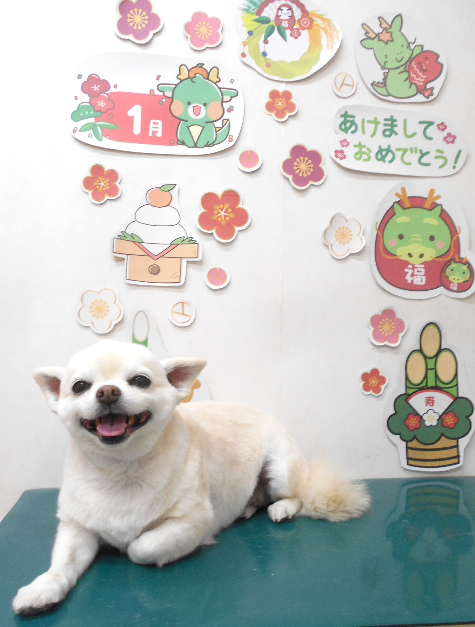 チワワのトリミングカット シュシュどうぶつ病院の1枚目