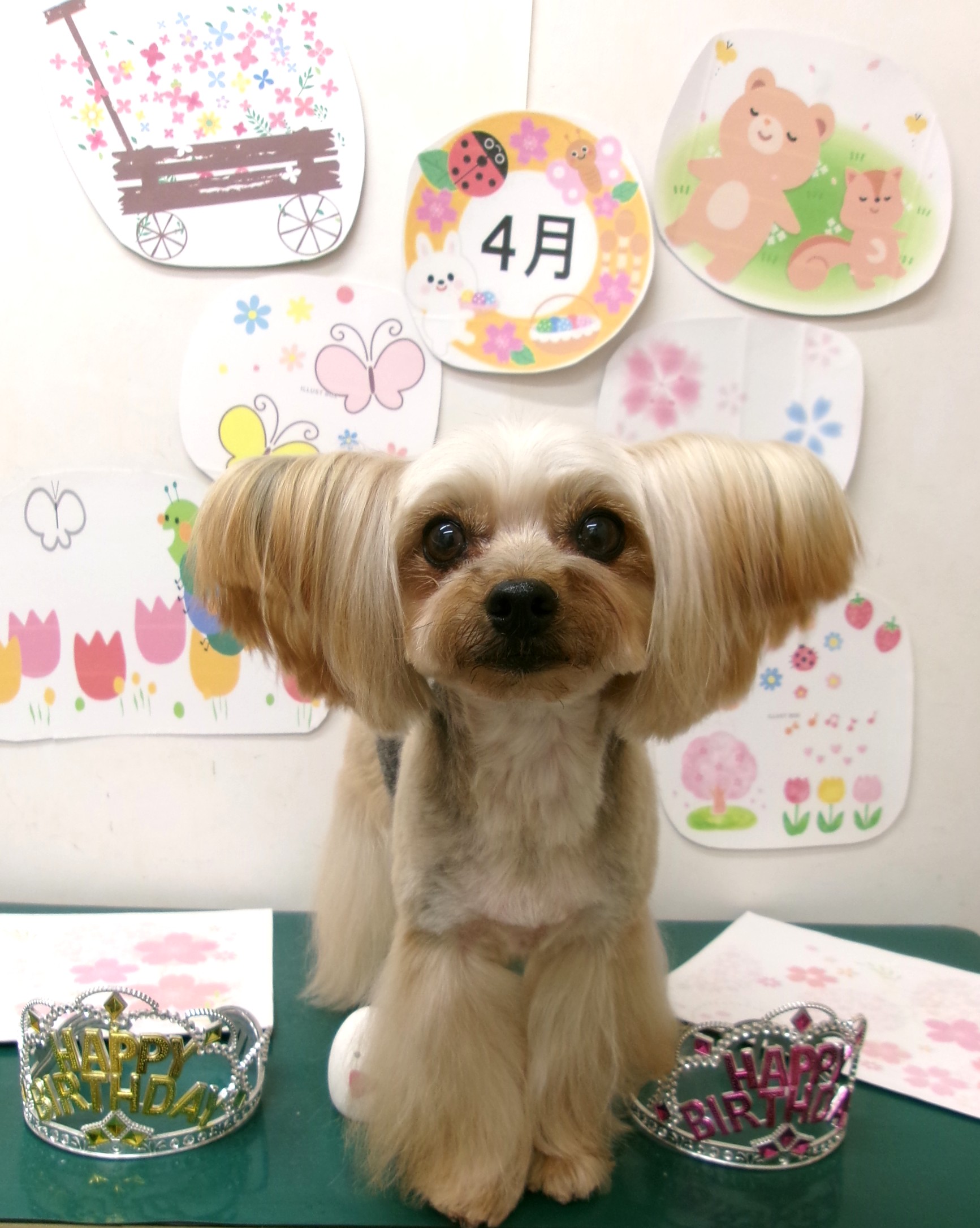 トリミングサロン シュシュどうぶつ病院のトリミングカット-9913の1枚目