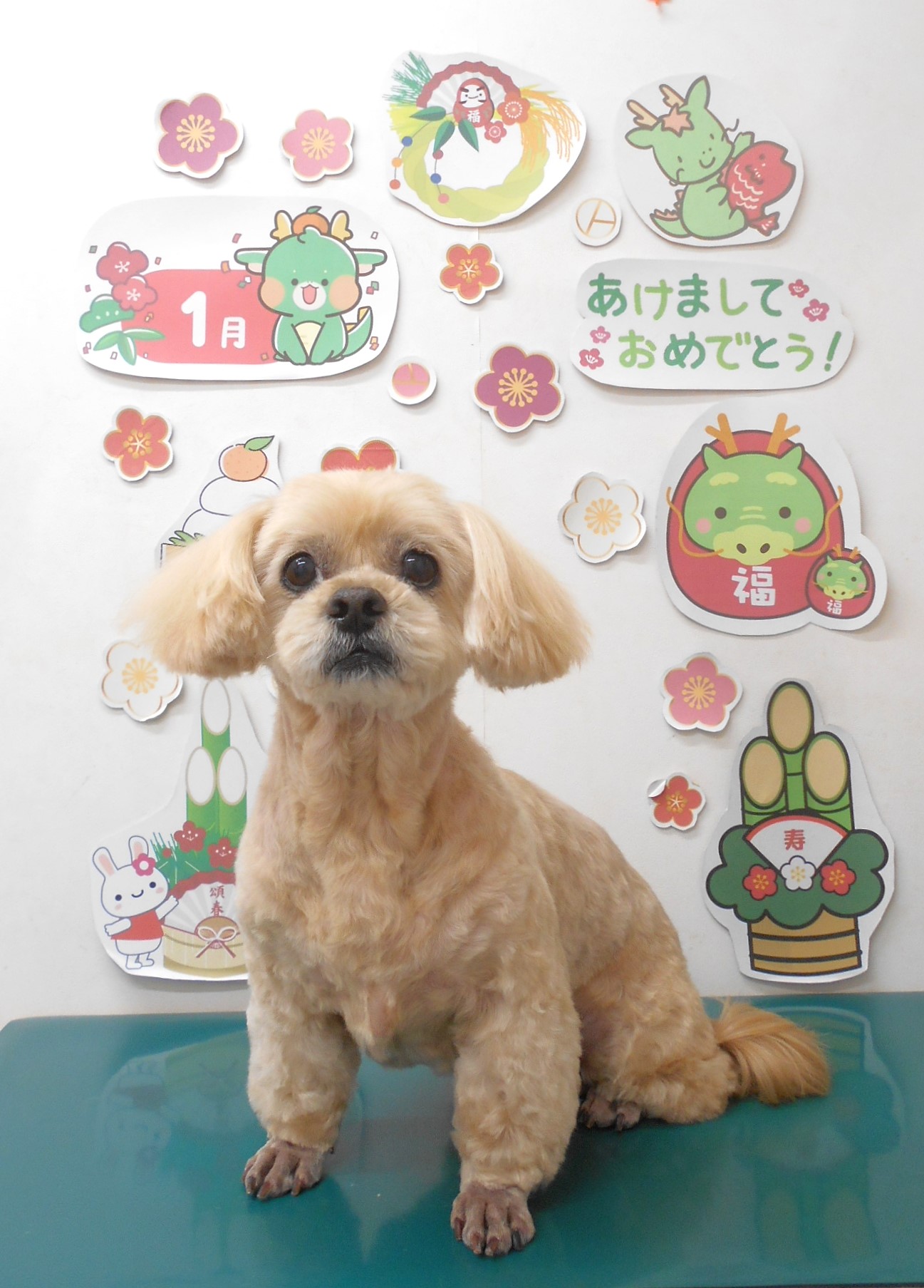 ミックス犬(その他)のトリミングカット シュシュどうぶつ病院の1枚目