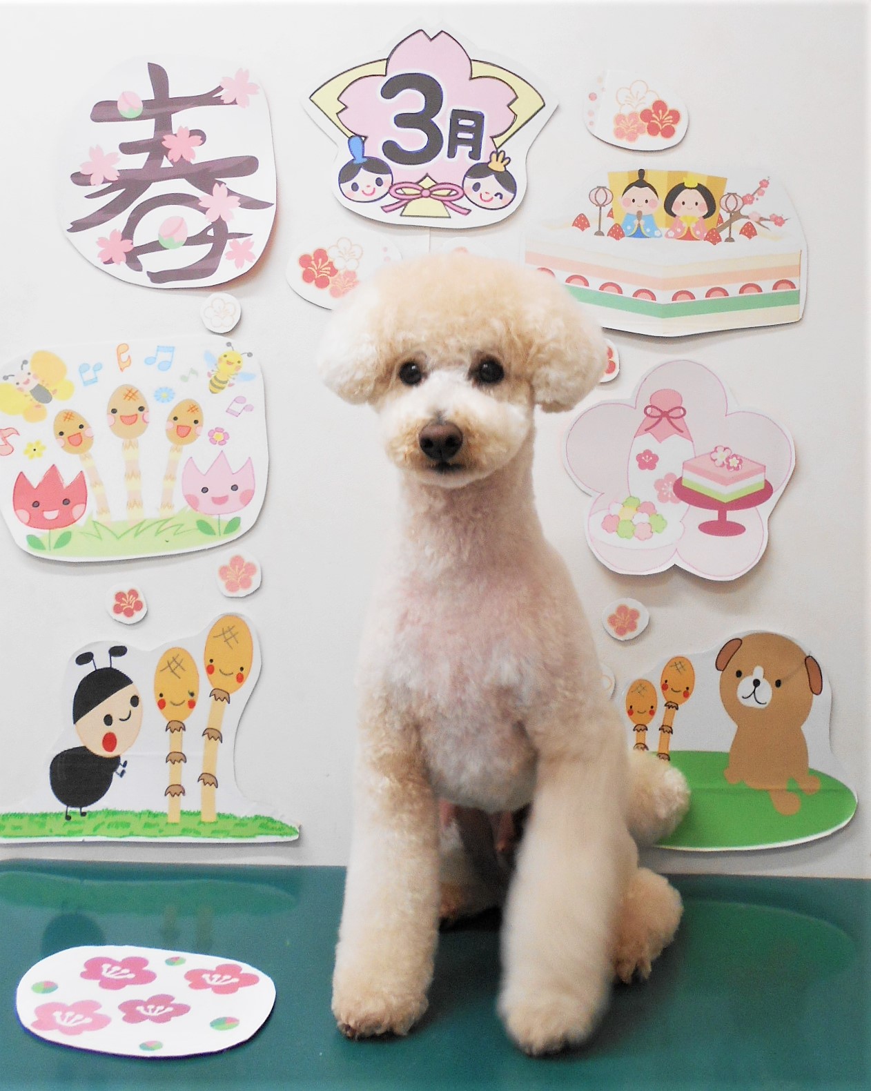 トイプードルのトリミングカット シュシュどうぶつ病院の1枚目