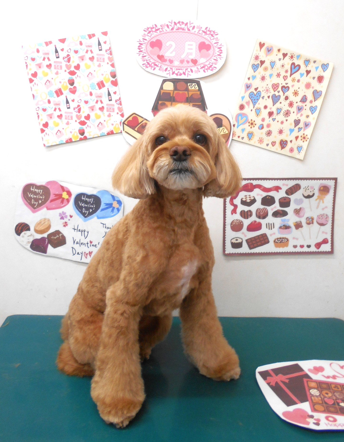 トリミングサロン シュシュどうぶつ病院のトリミングカット-9772の1枚目