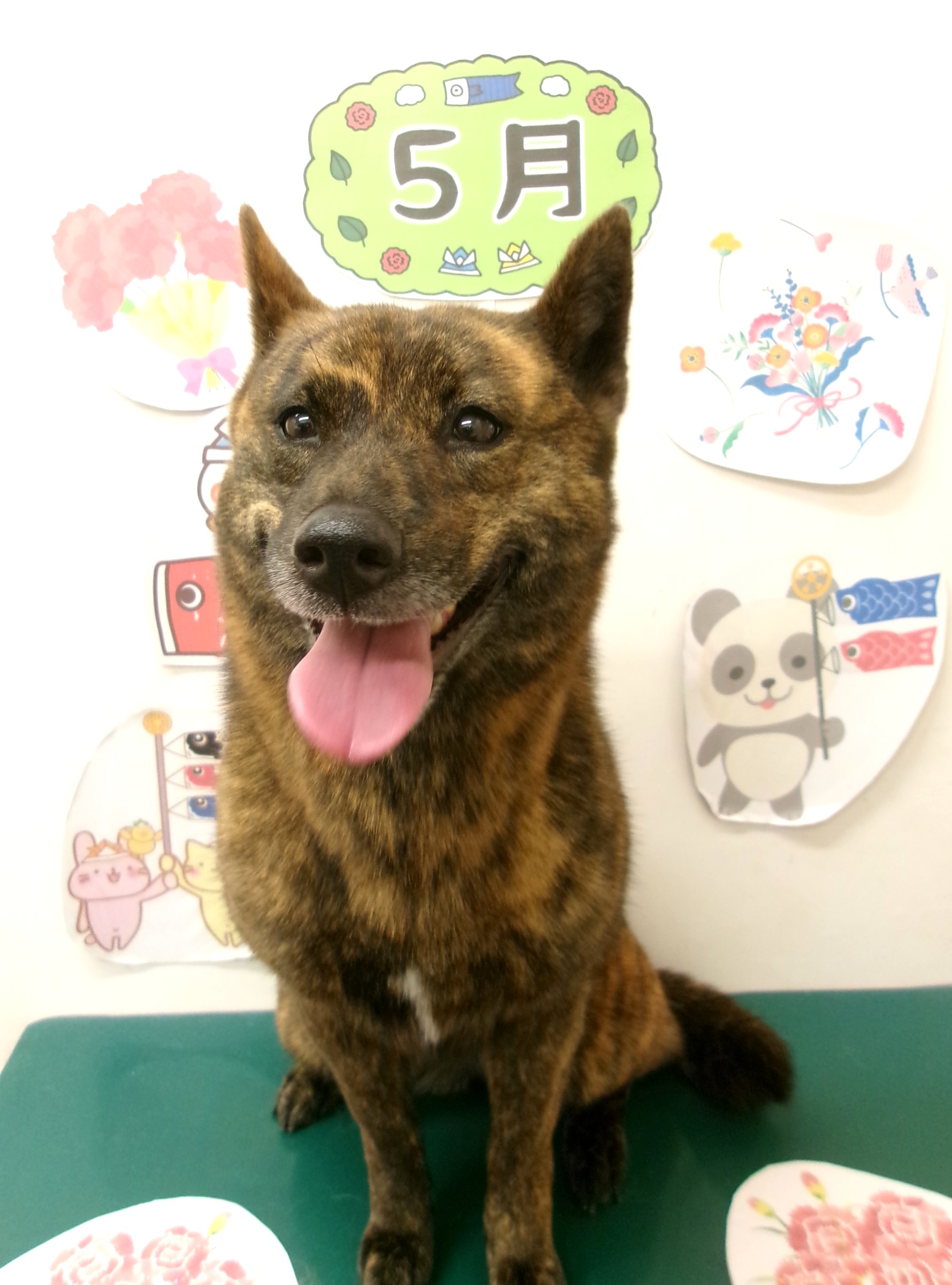 甲斐犬のトリミングカット シュシュどうぶつ病院の1枚目