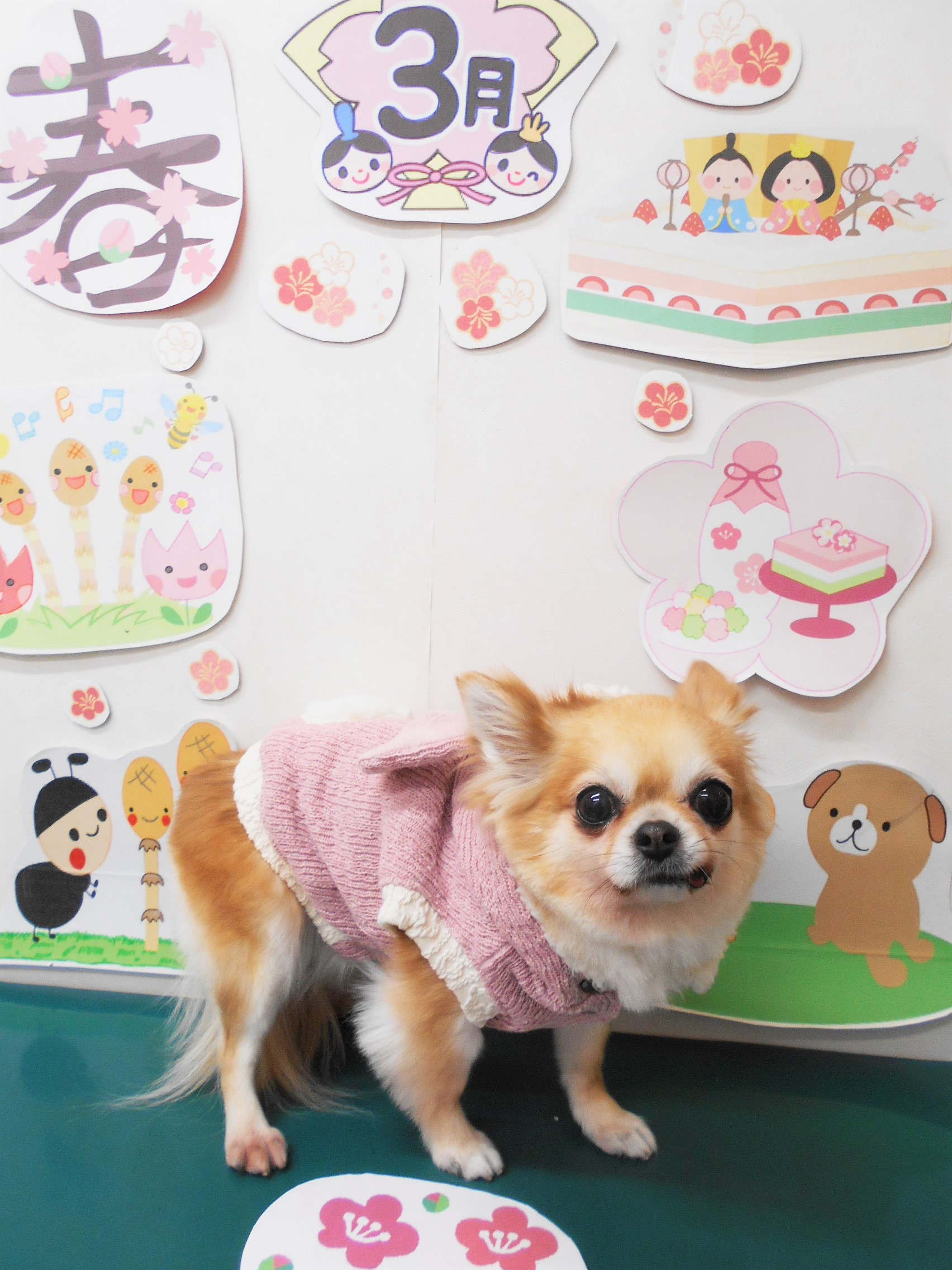 チワワのトリミングカット シュシュどうぶつ病院の1枚目