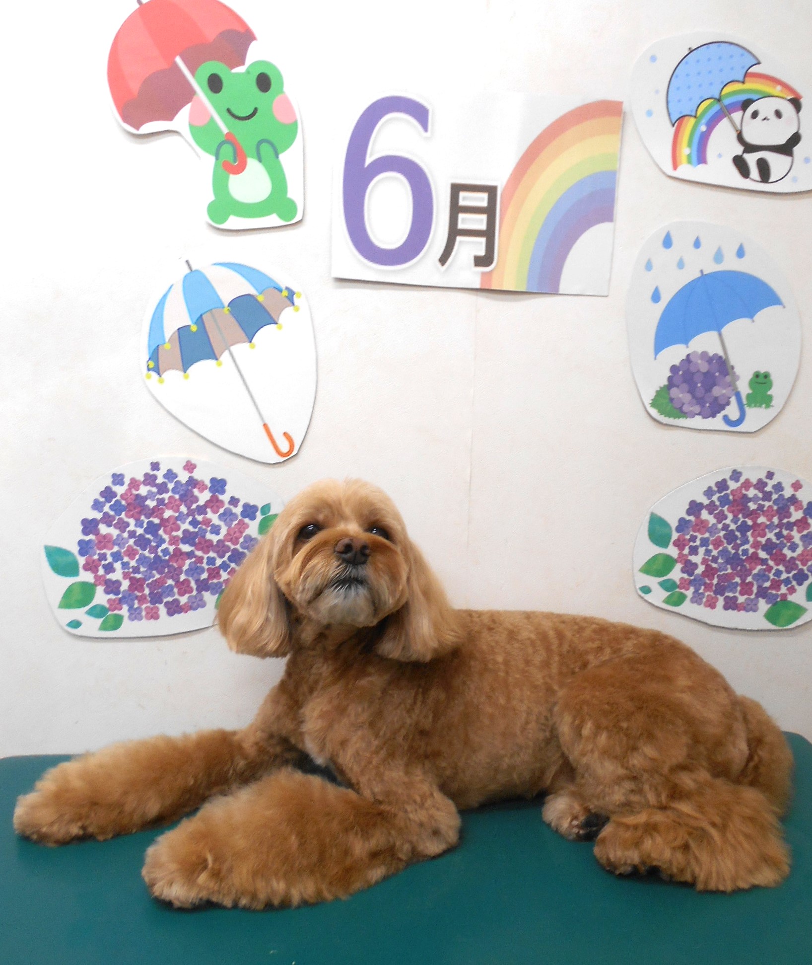 ミックス犬(その他)のトリミングカット シュシュどうぶつ病院の1枚目