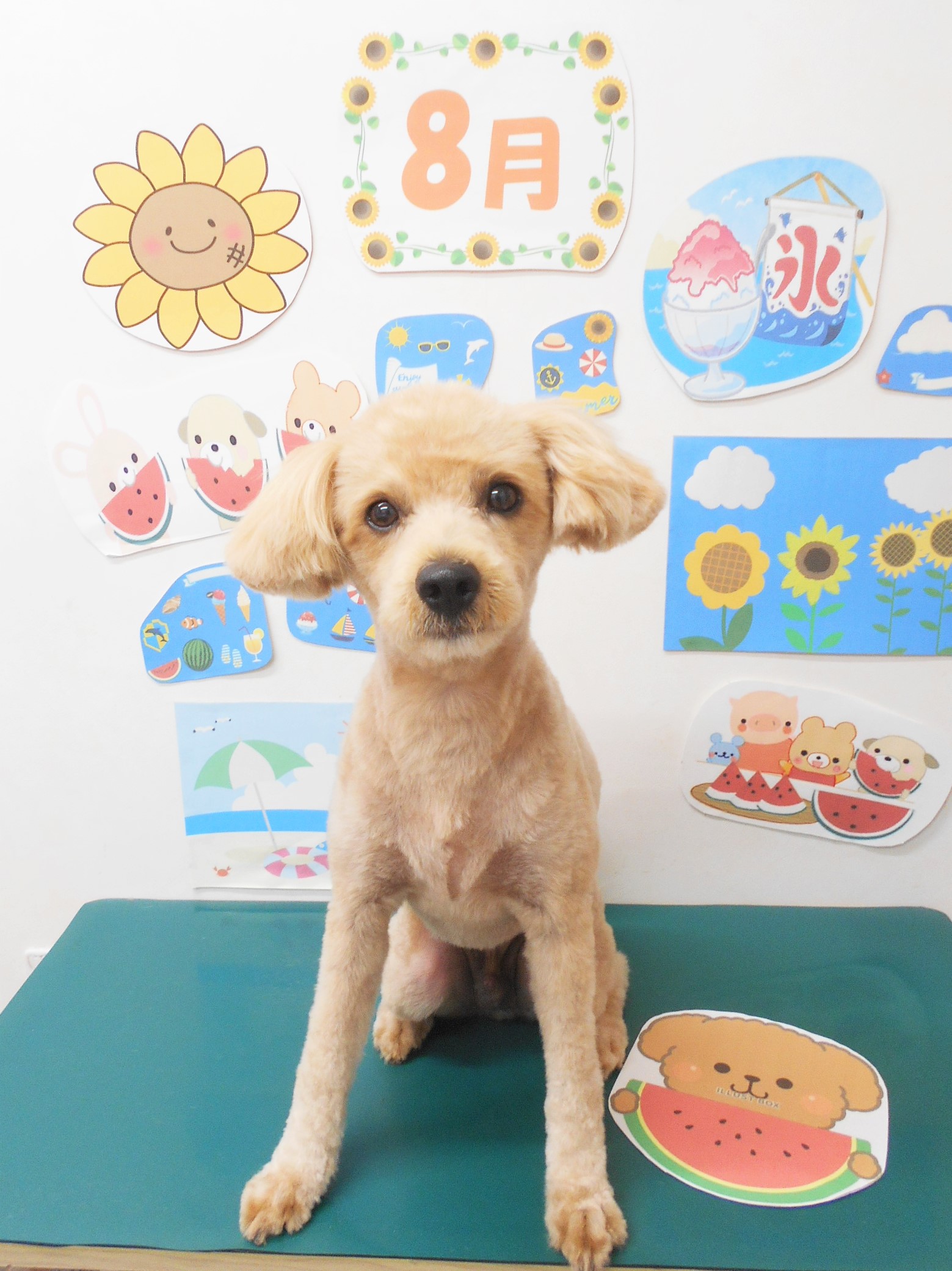 ミックス犬(その他)のトリミングカット シュシュどうぶつ病院の1枚目