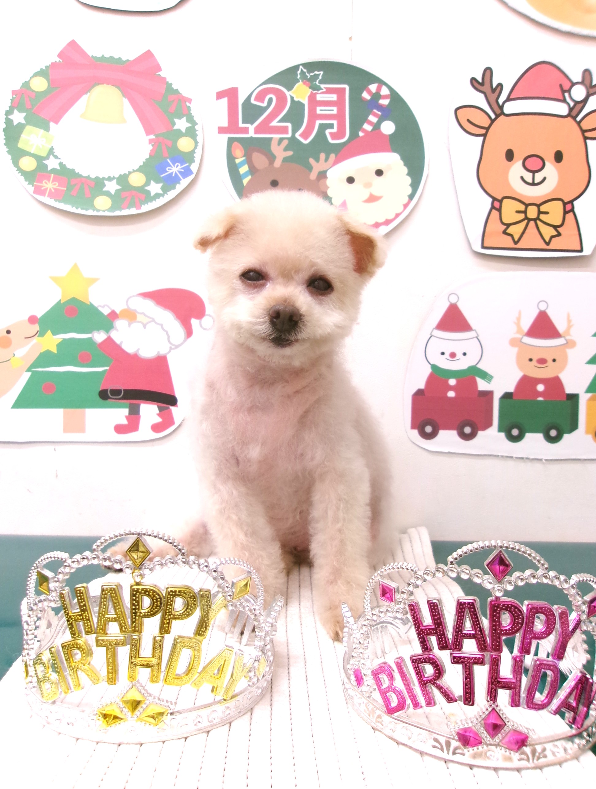 カット例 - シュシュどうぶつ病院