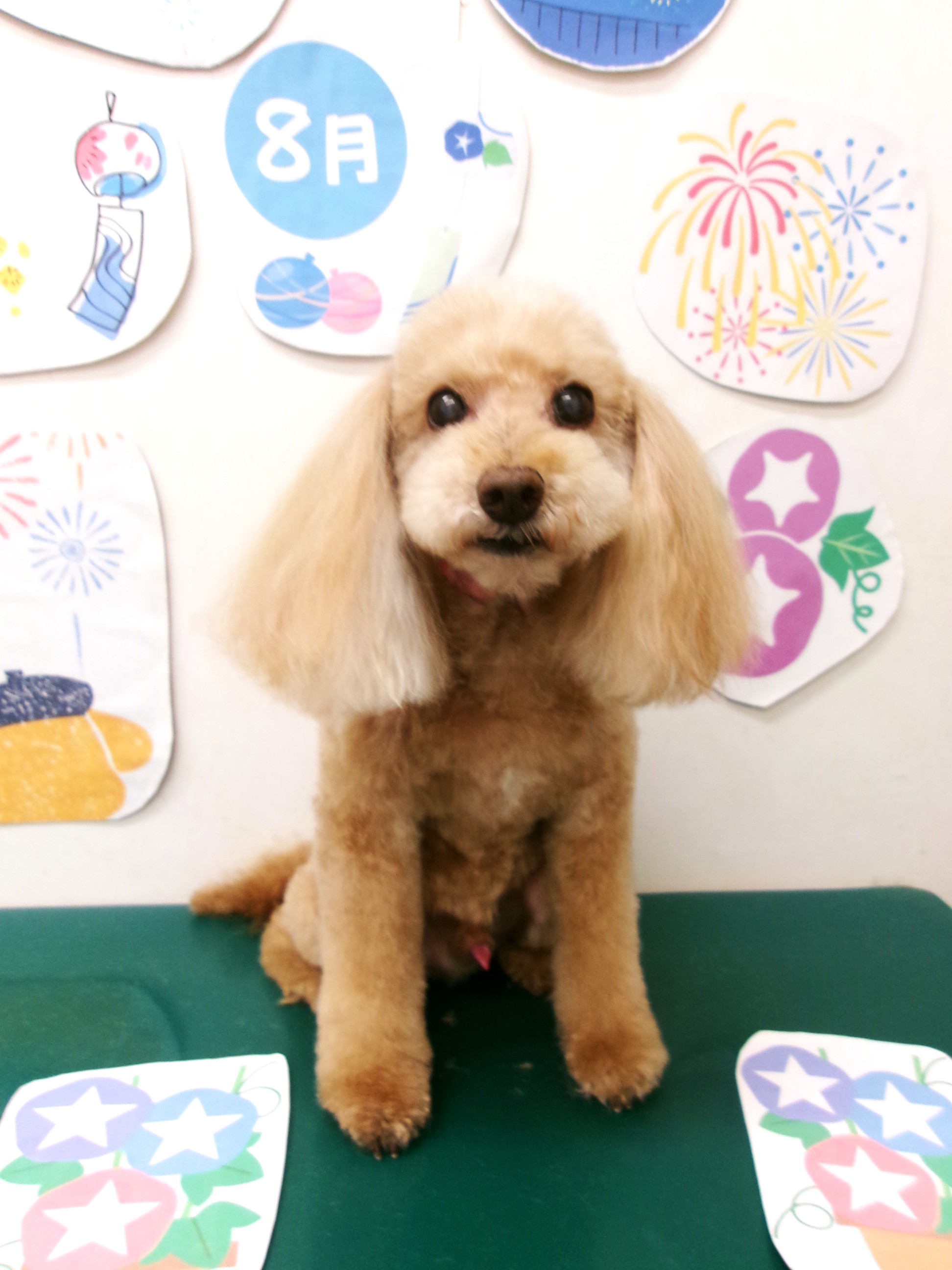 トリミングサロン シュシュどうぶつ病院のトリミングカット-10334の1枚目