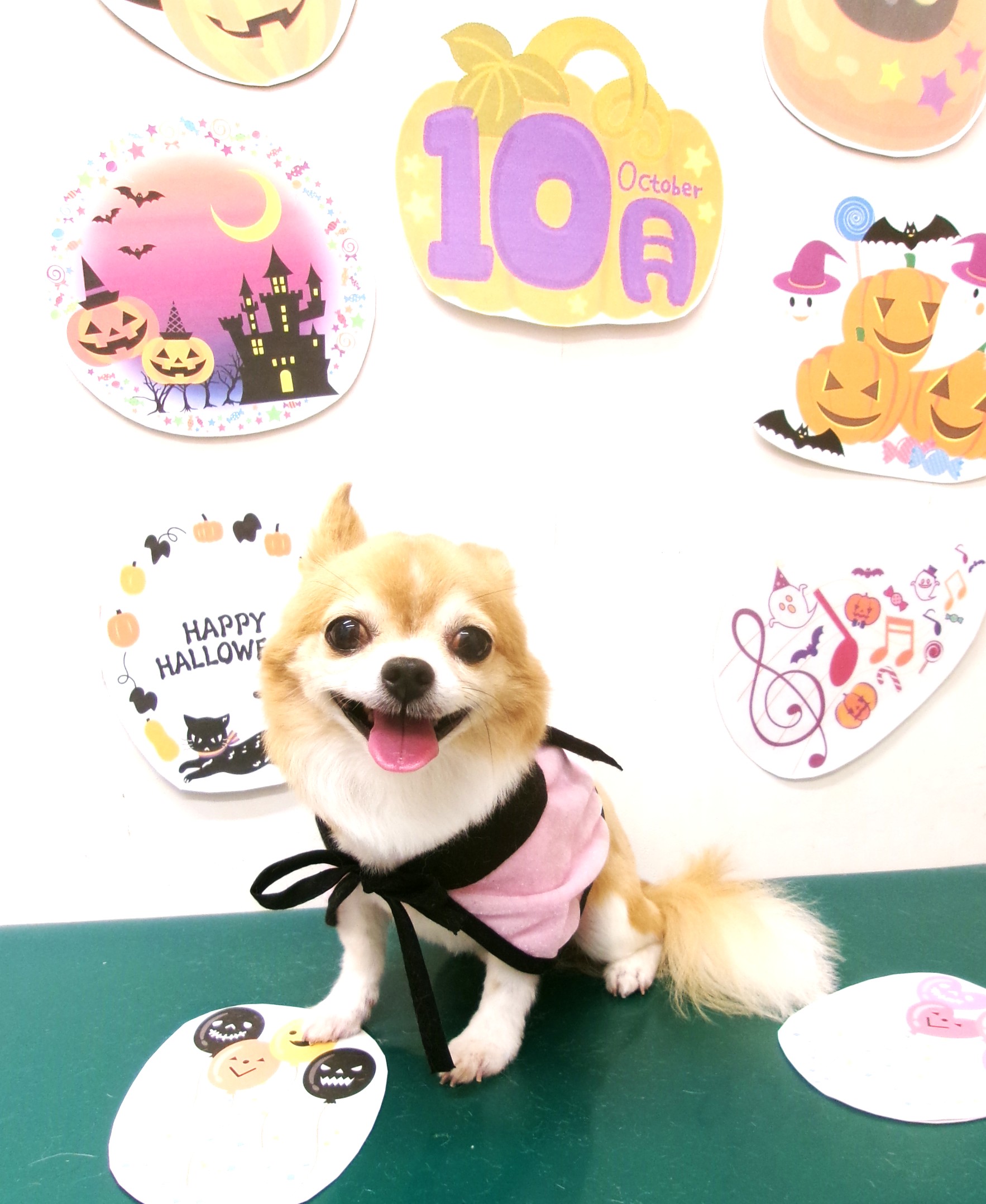 トリミングサロン シュシュどうぶつ病院のトリミングカット-10438の1枚目