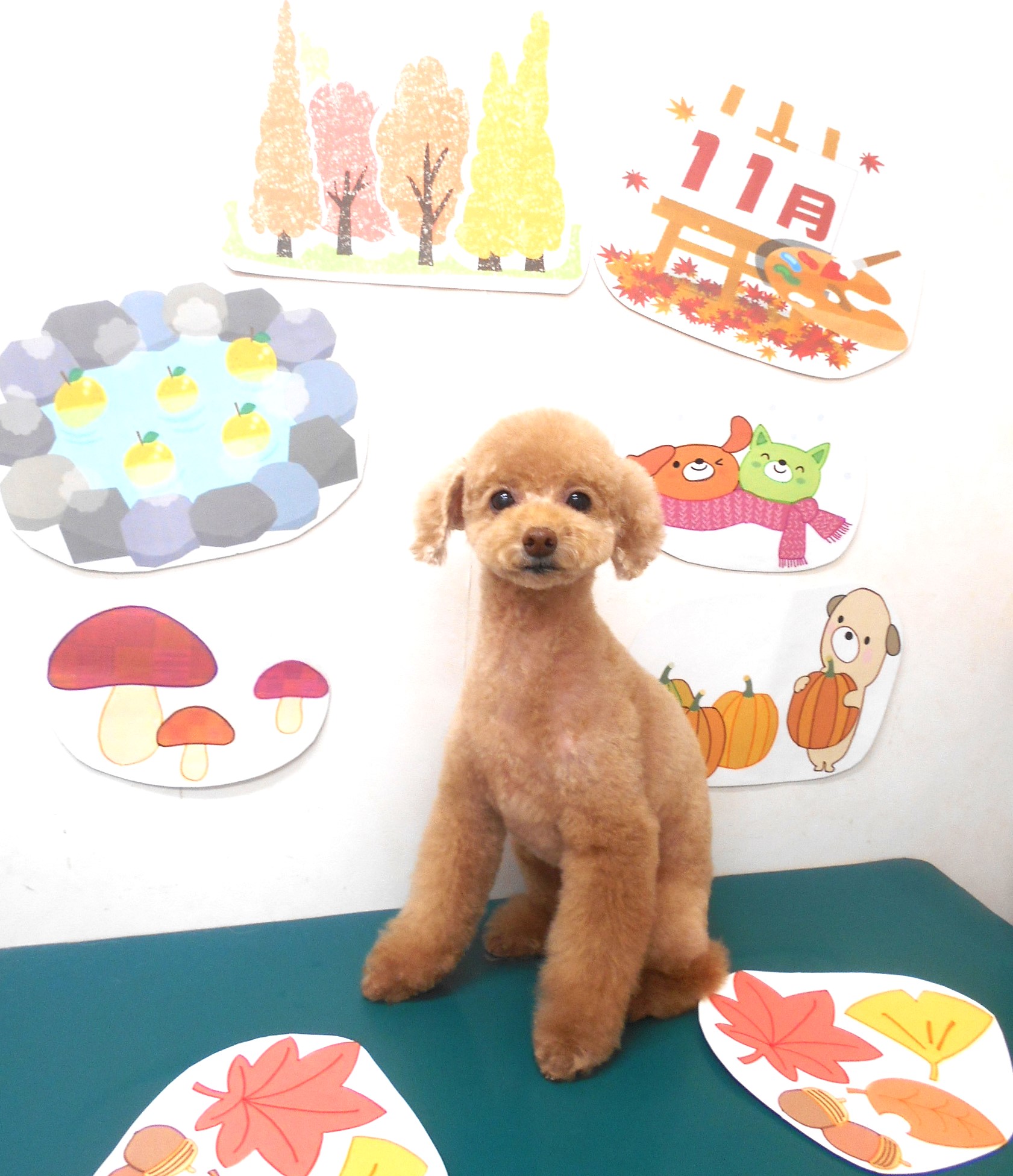 トイプードルのトリミングカット シュシュどうぶつ病院の1枚目
