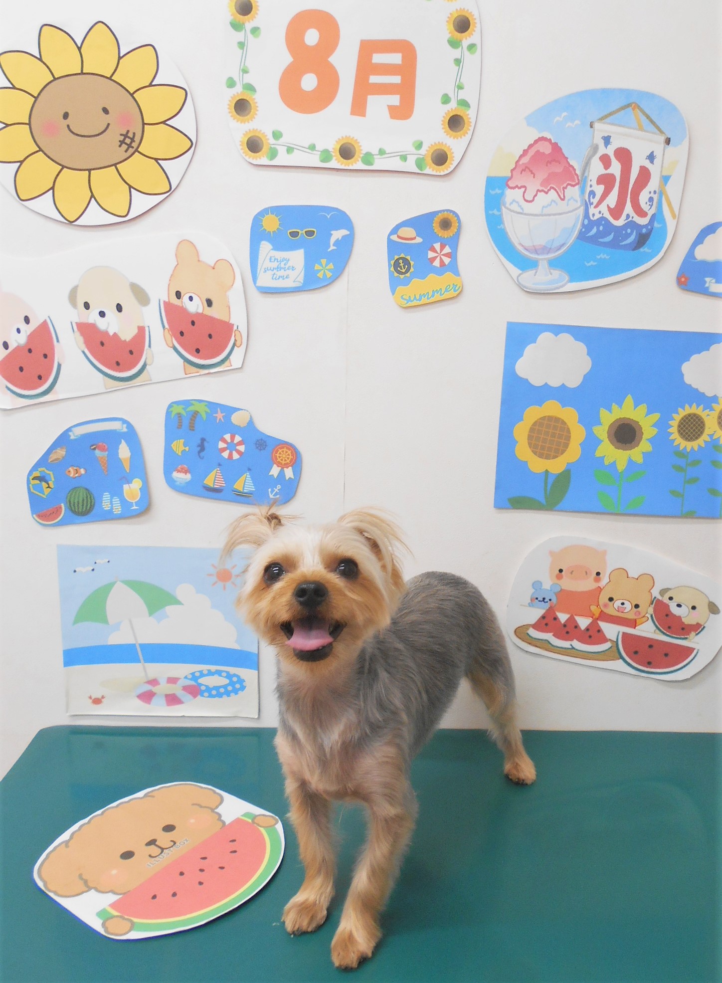 ヨークシャーテリアのトリミングカット シュシュどうぶつ病院の1枚目