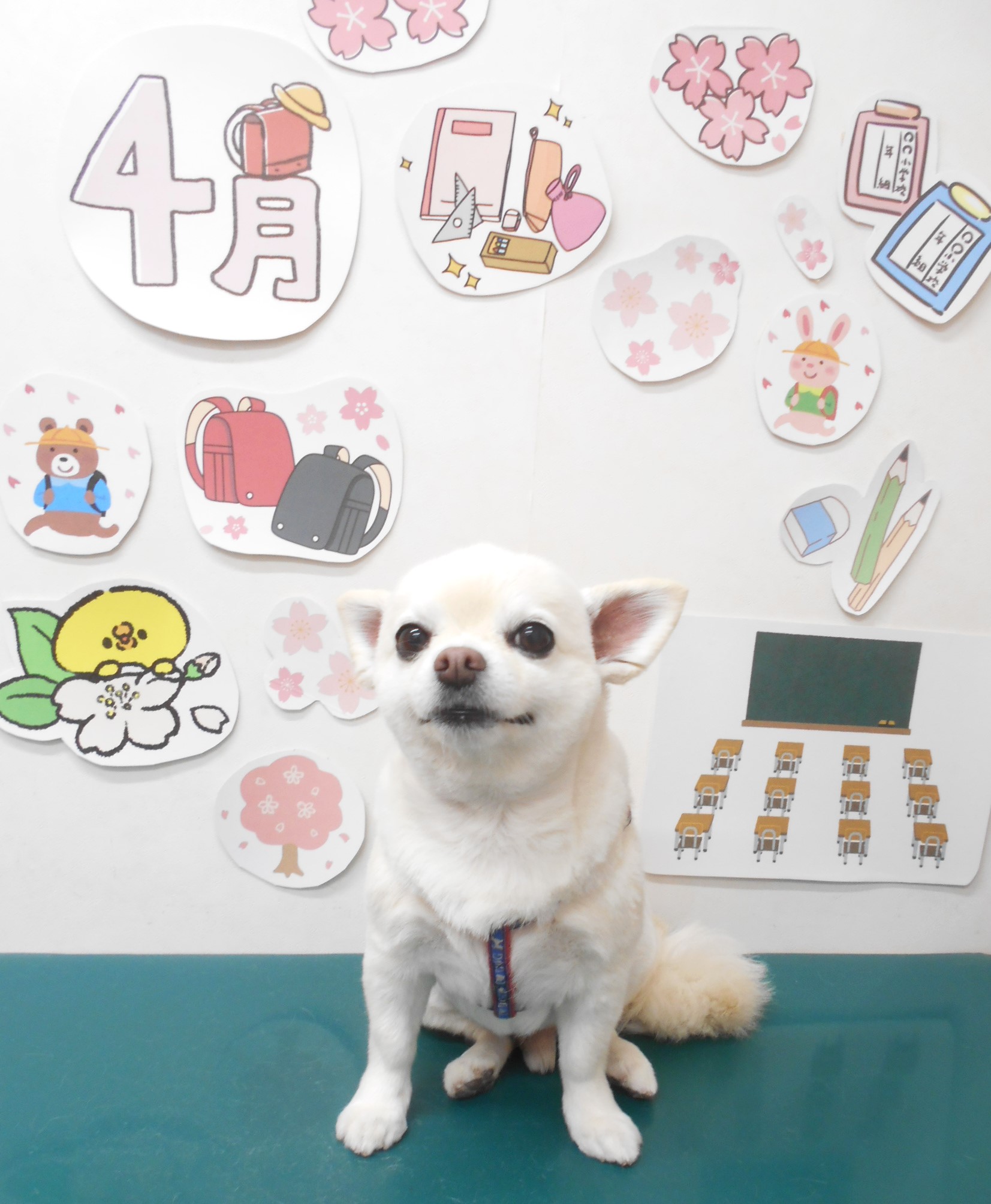 チワワのトリミングカット シュシュどうぶつ病院の1枚目