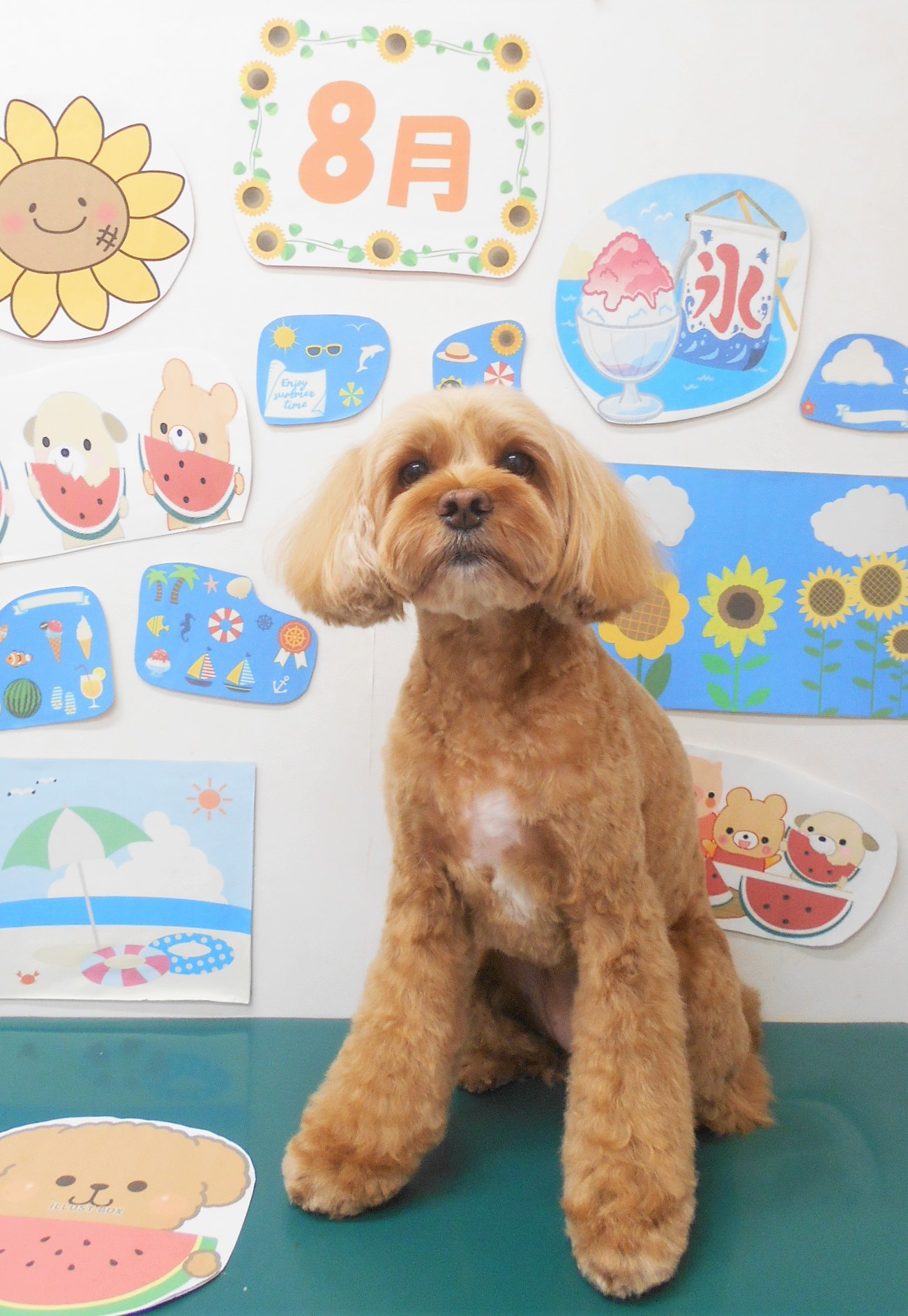 ミックス犬(その他)のトリミングカット シュシュどうぶつ病院の1枚目