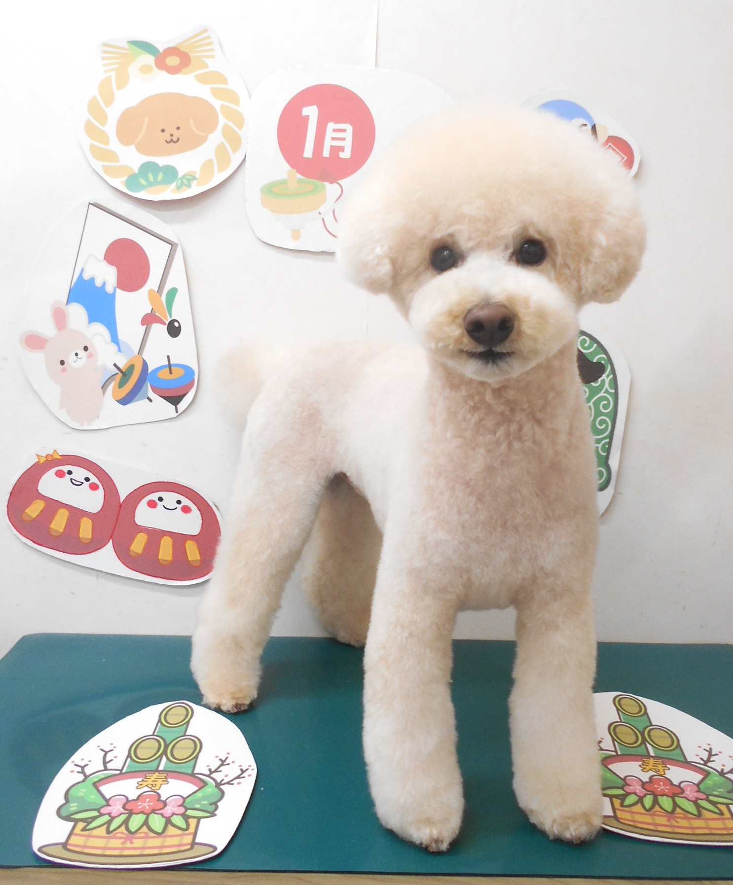 トリミングサロン シュシュどうぶつ病院のトリミングカット-9663の1枚目