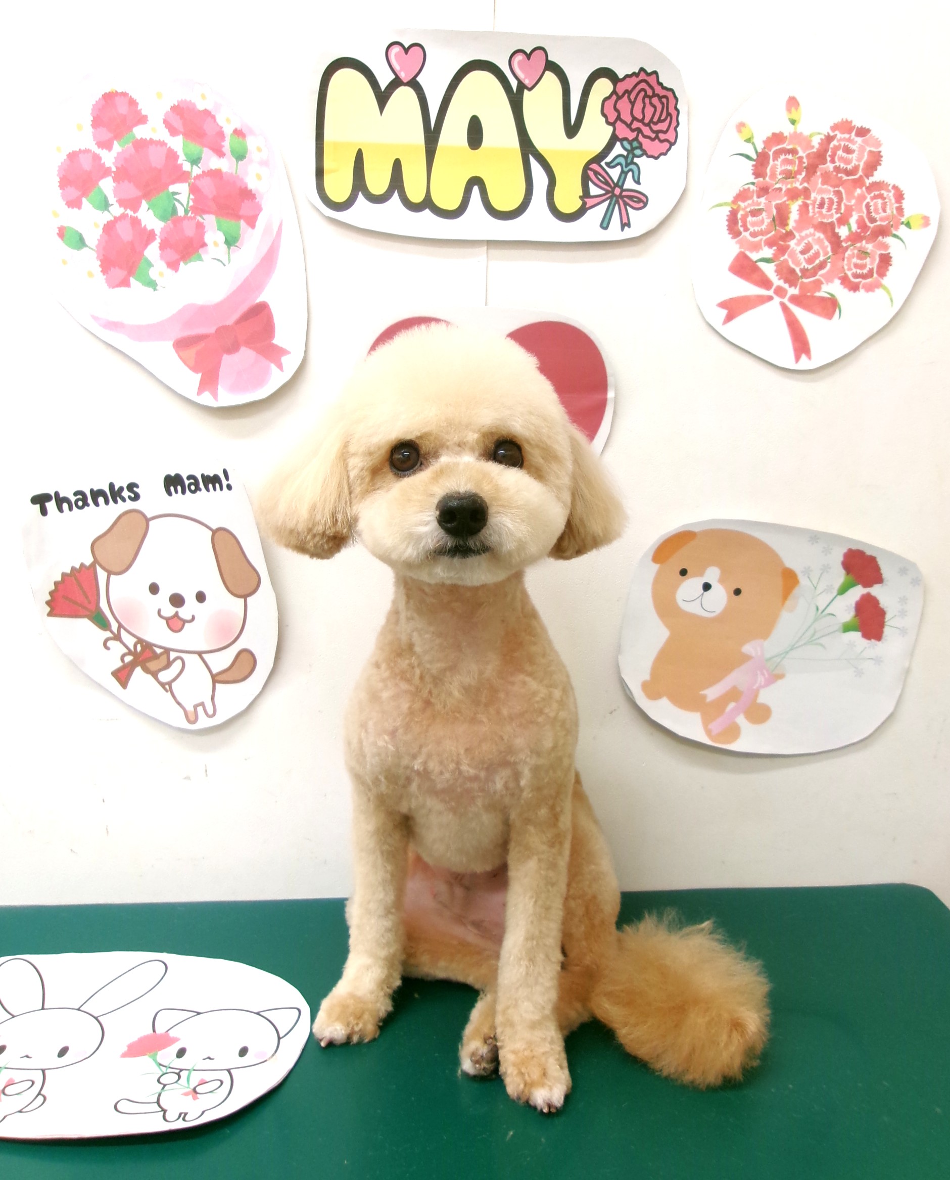 トリミングサロン シュシュどうぶつ病院のトリミングカット-10069の1枚目