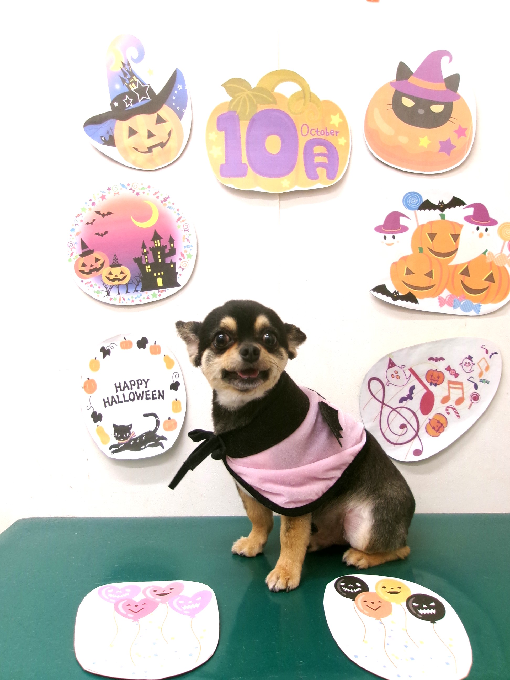トリミングサロン シュシュどうぶつ病院のトリミングカット-10464の1枚目