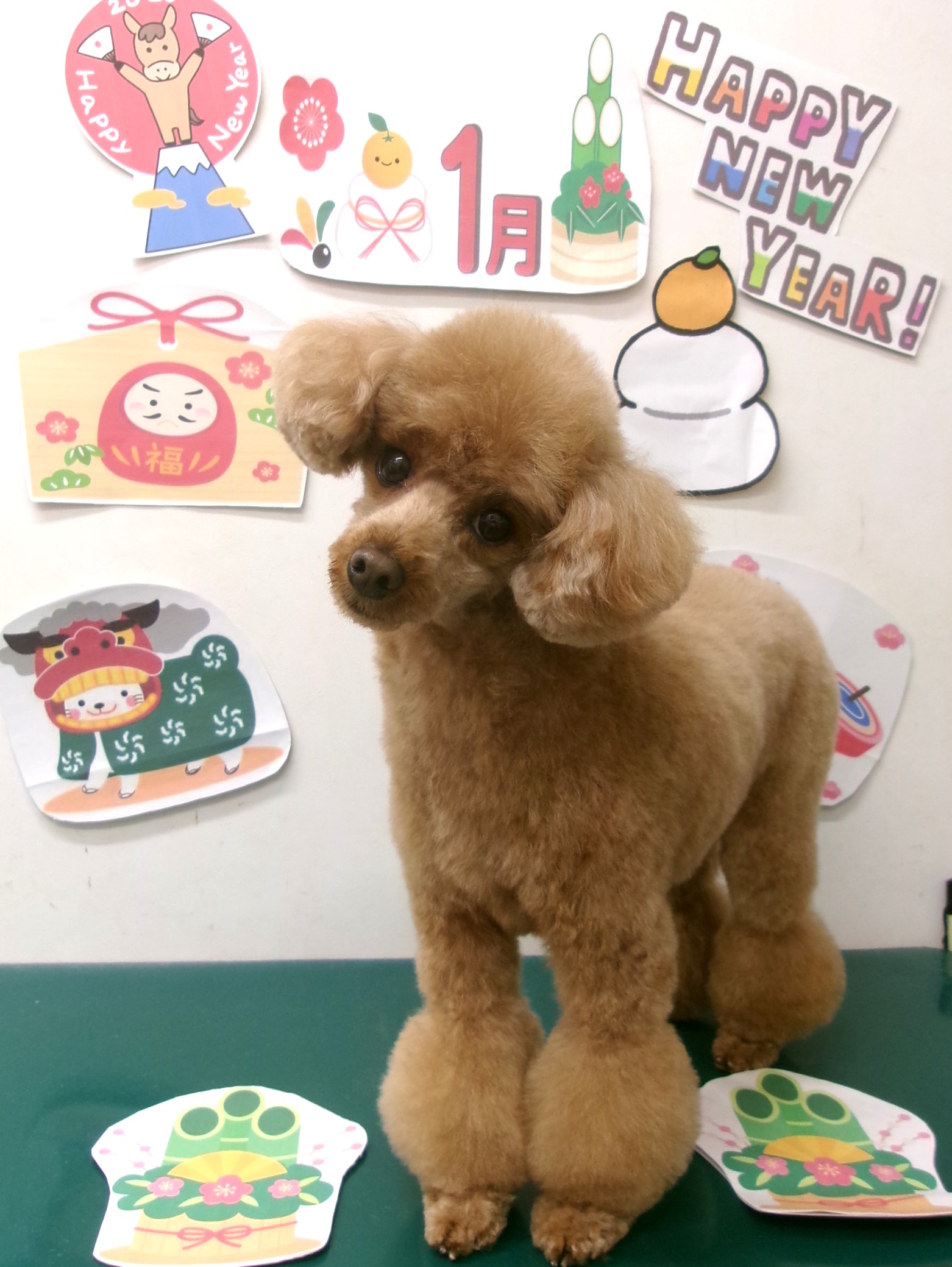 トイプードルのトリミングカット シュシュどうぶつ病院の1枚目