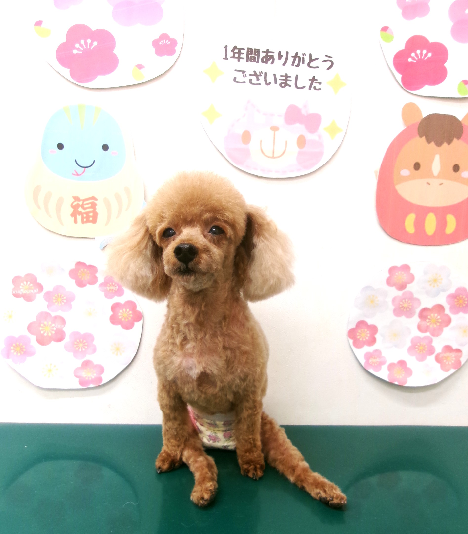 カット例 - シュシュどうぶつ病院