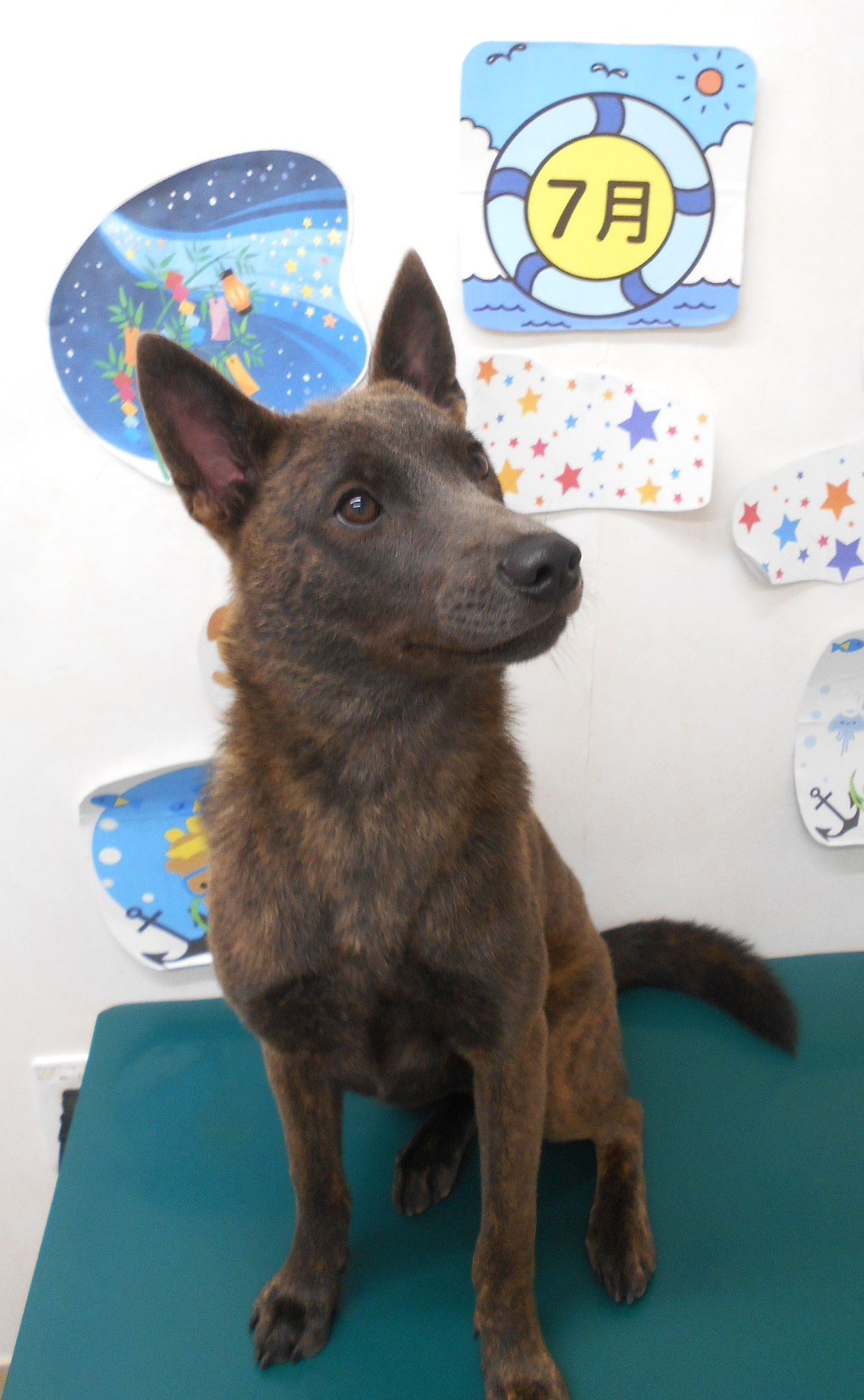甲斐犬のトリミングカット シュシュどうぶつ病院の1枚目