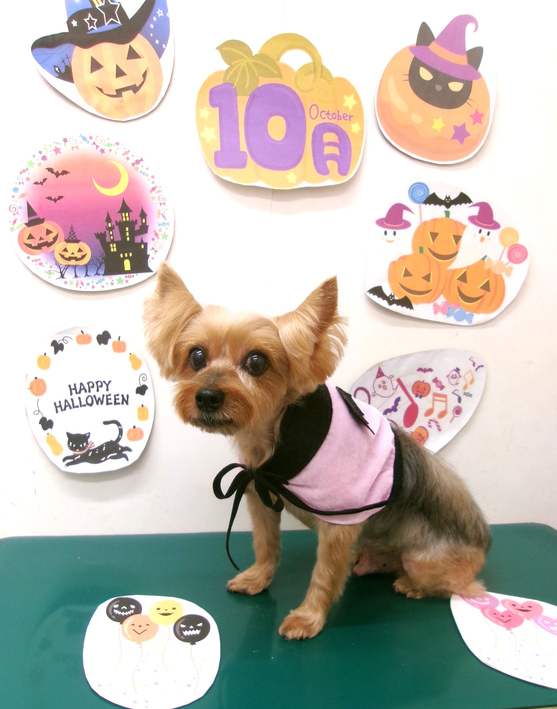 トリミングサロン シュシュどうぶつ病院のトリミングカット-10493の1枚目