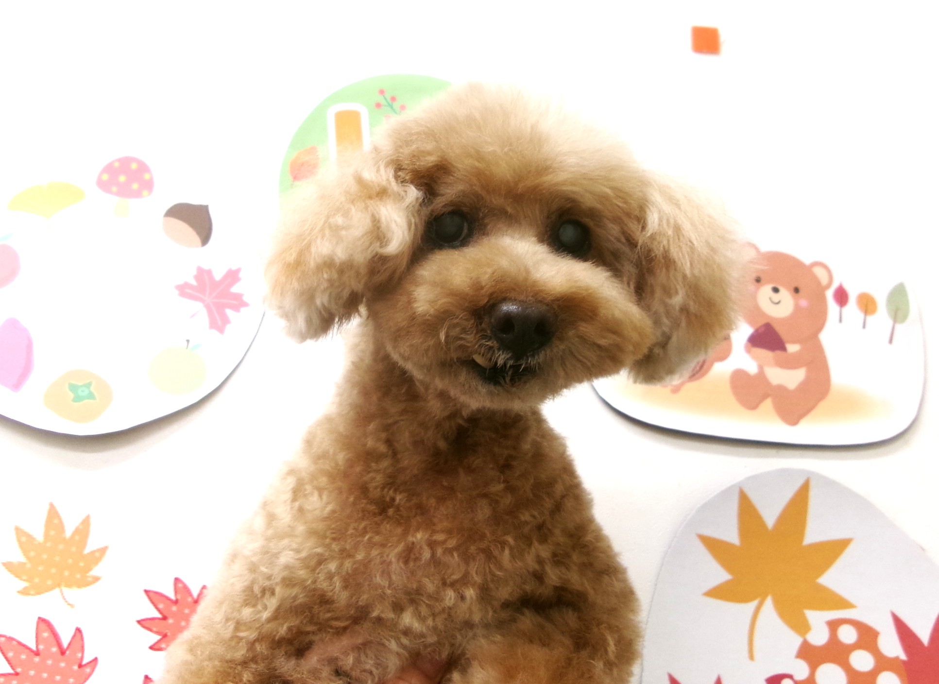 トイプードルのトリミングカット シュシュどうぶつ病院の1枚目