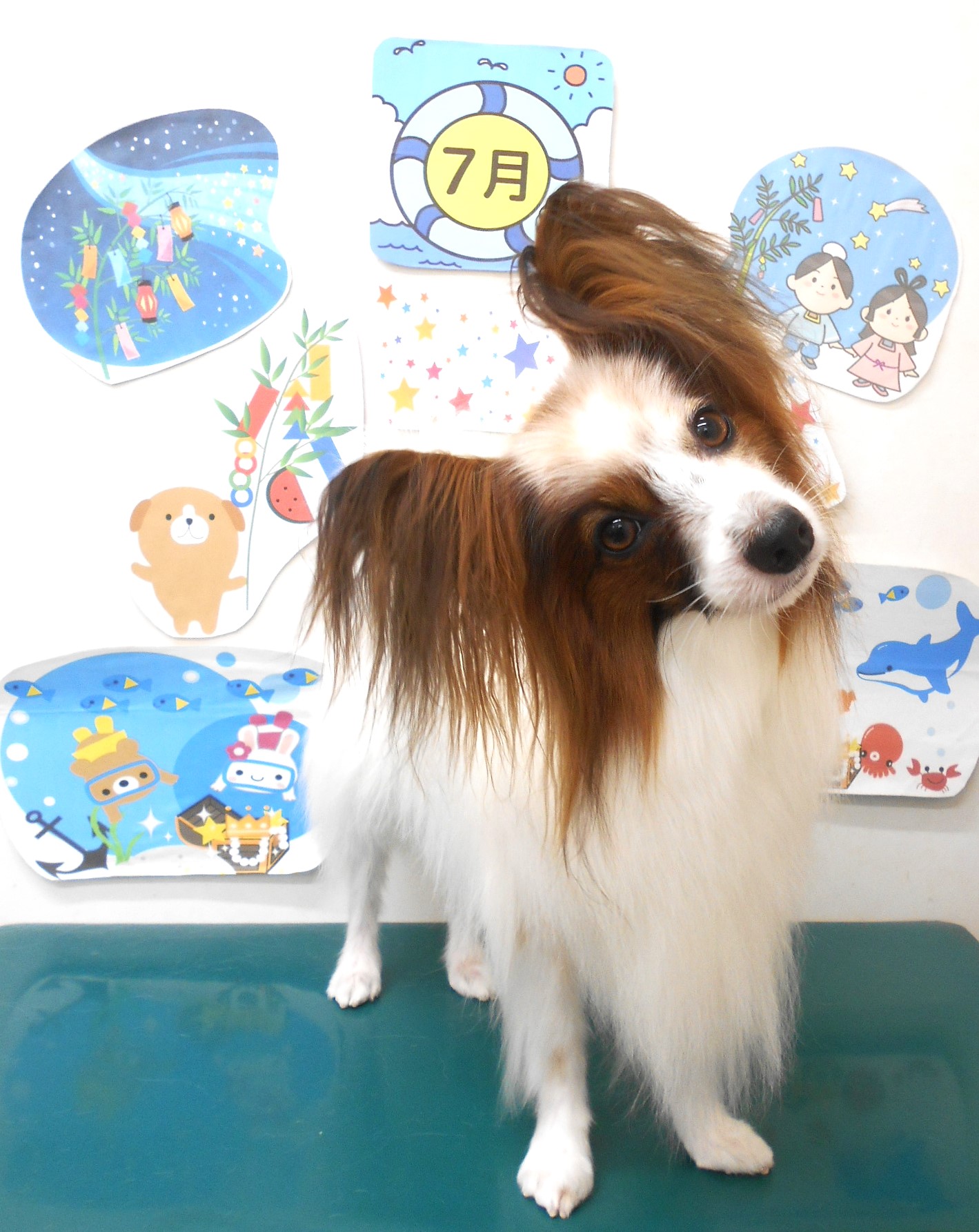 ミックス犬(その他)のトリミングカット シュシュどうぶつ病院の1枚目