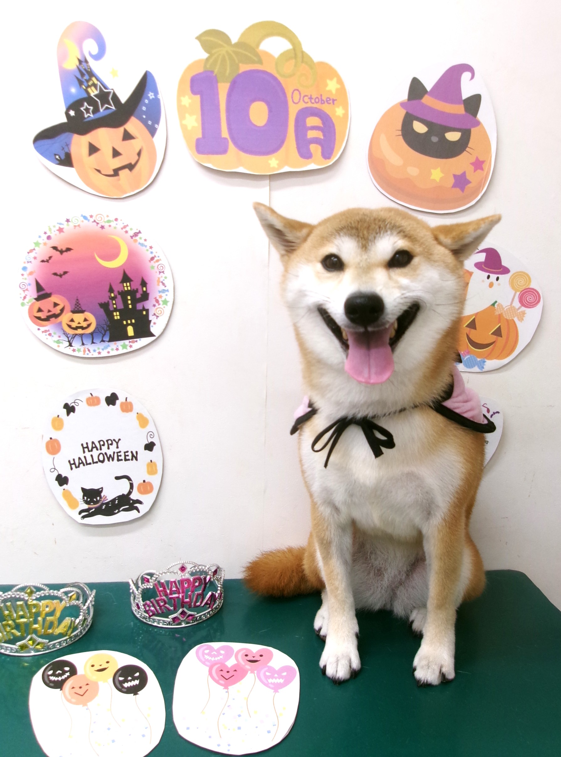トリミングサロン シュシュどうぶつ病院のトリミングカット-10437の1枚目