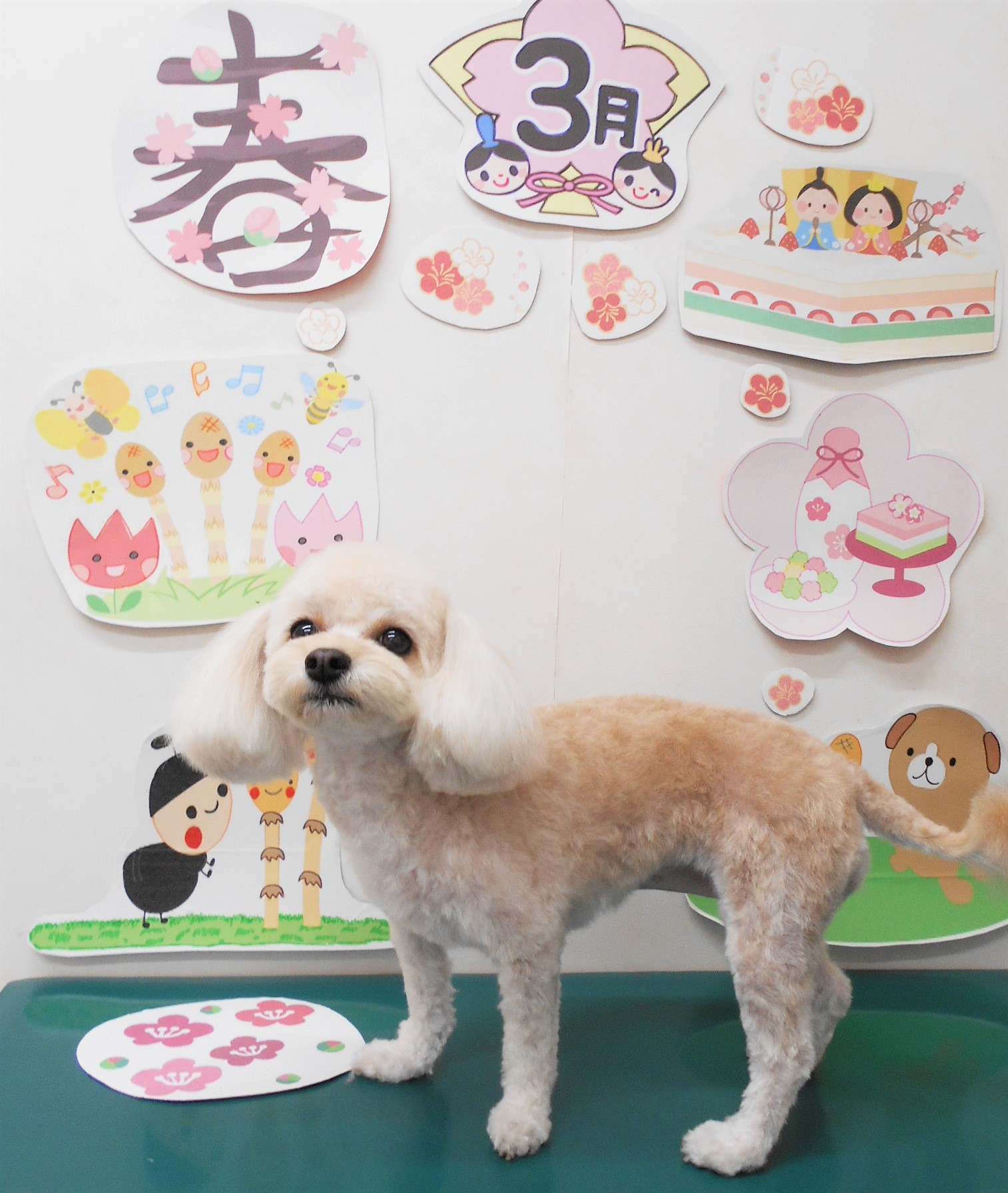 ミックス犬(その他)のトリミングカット シュシュどうぶつ病院の1枚目