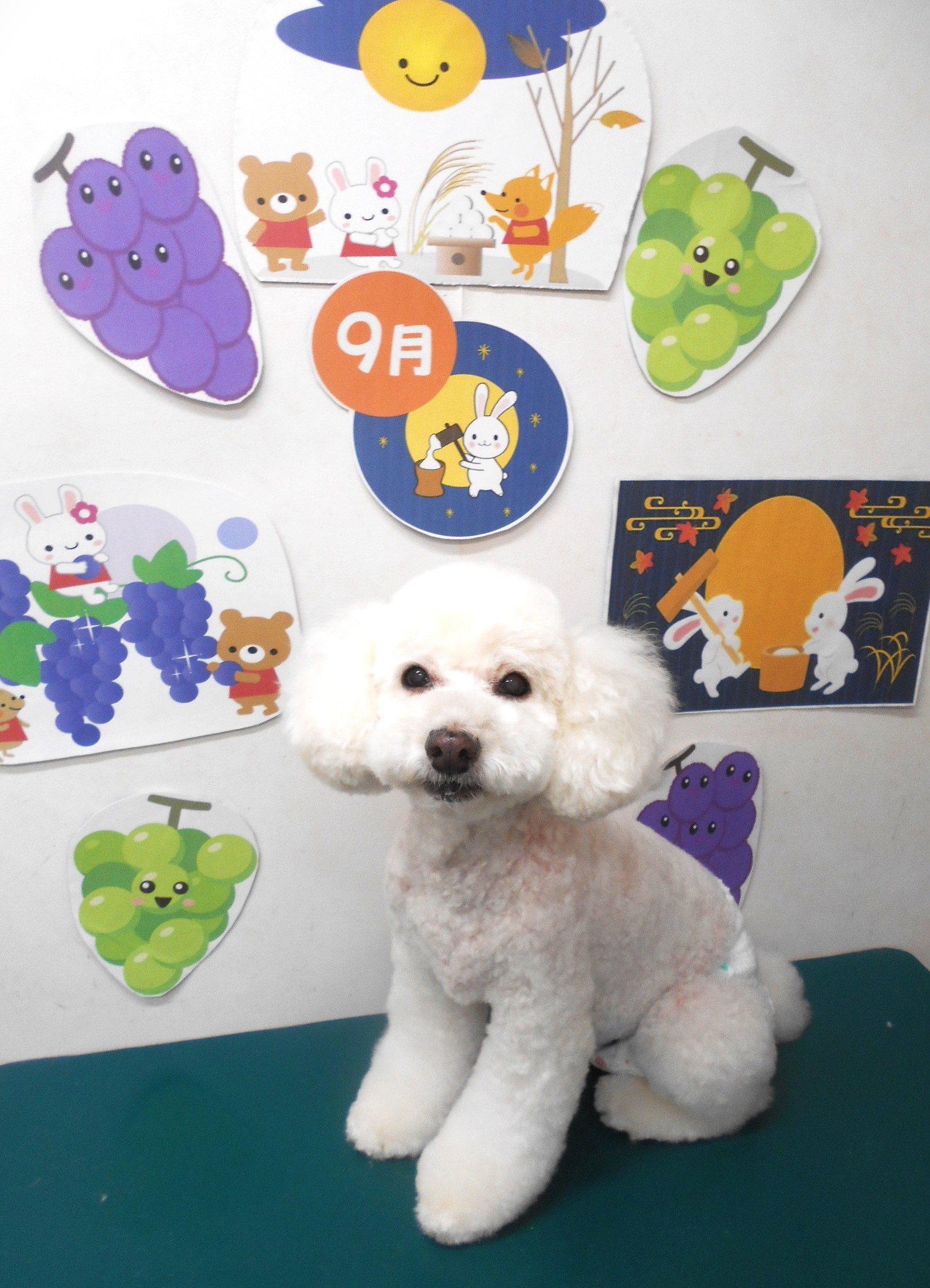 トイプードルのトリミングカット シュシュどうぶつ病院の1枚目