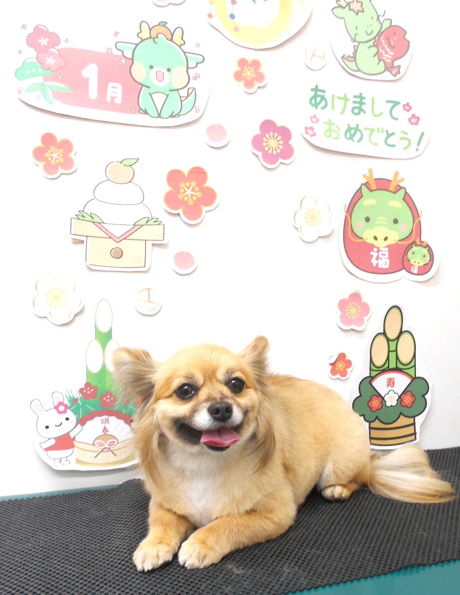 ミックス犬(その他)のトリミングカット シュシュどうぶつ病院の1枚目