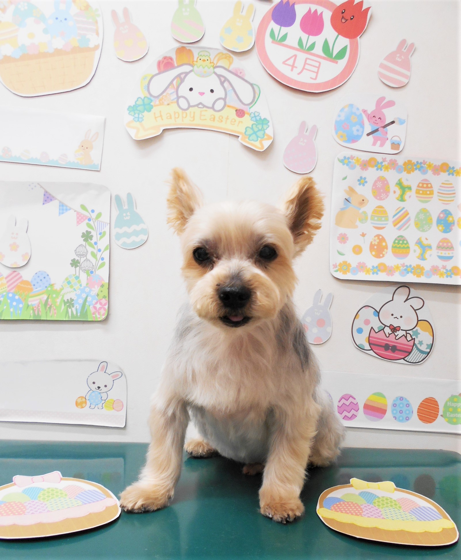 ヨークシャーテリアのトリミングカット シュシュどうぶつ病院の1枚目