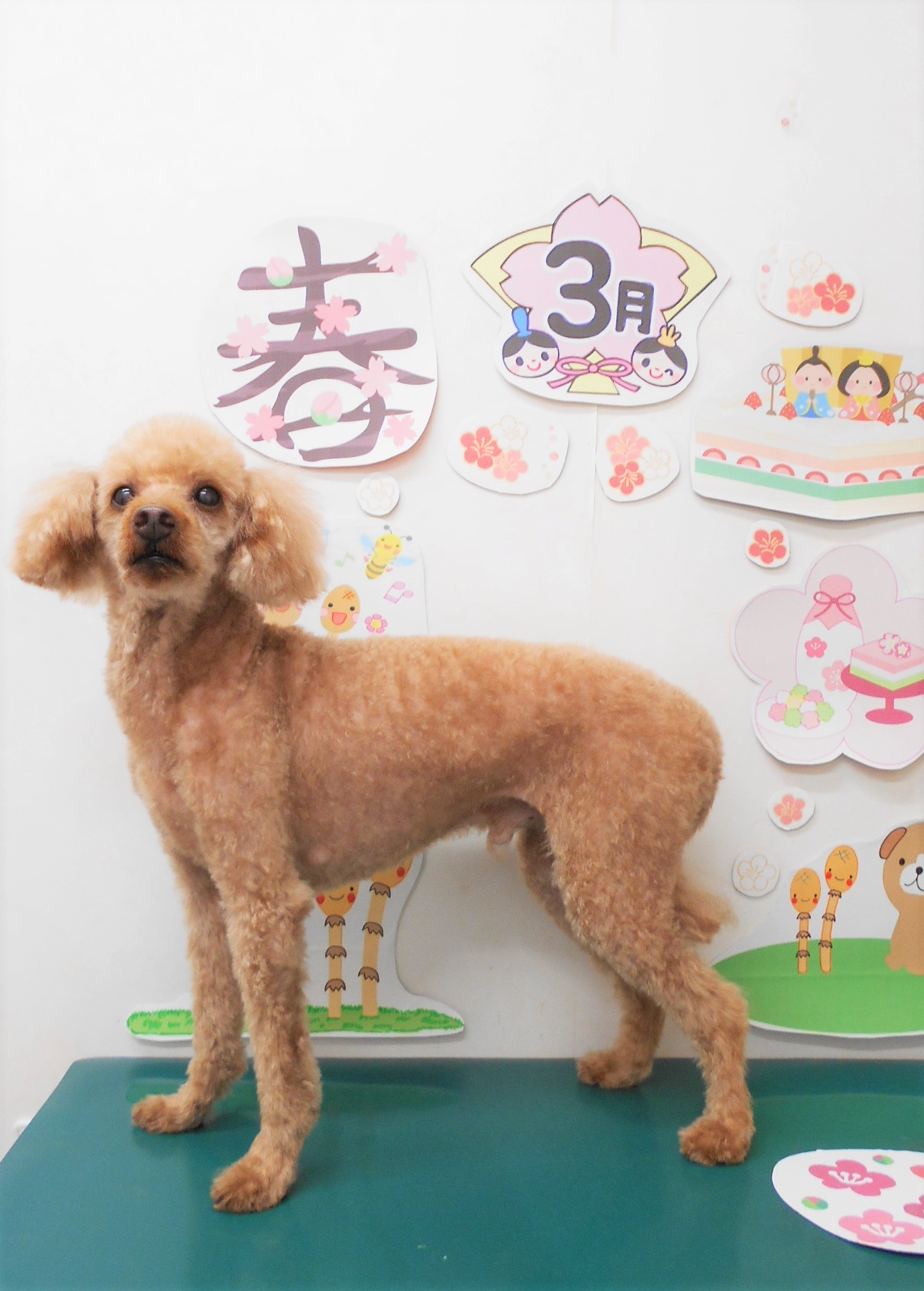 トイプードルのトリミングカット シュシュどうぶつ病院の1枚目