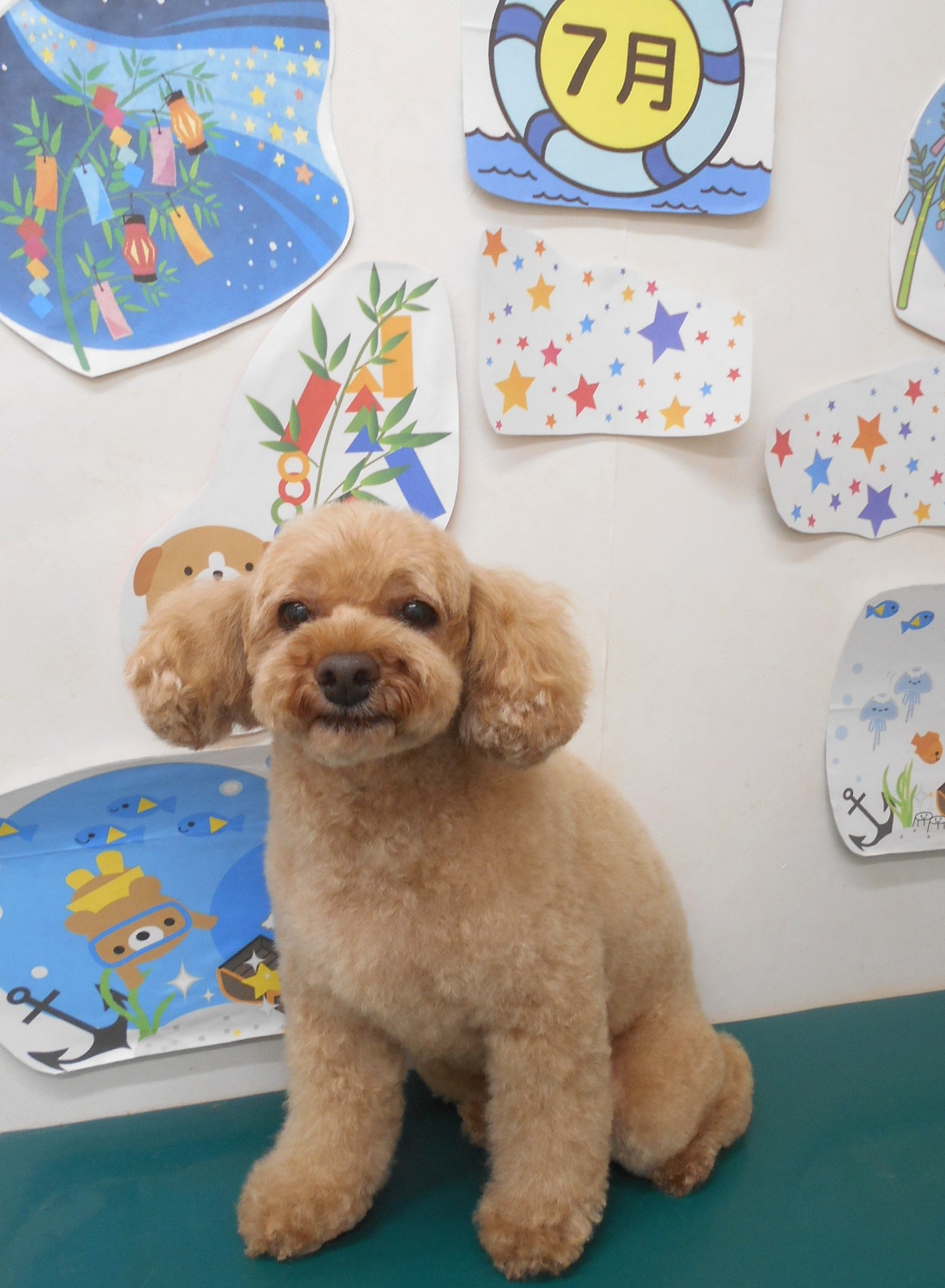 トイプードルのトリミングカット シュシュどうぶつ病院の1枚目