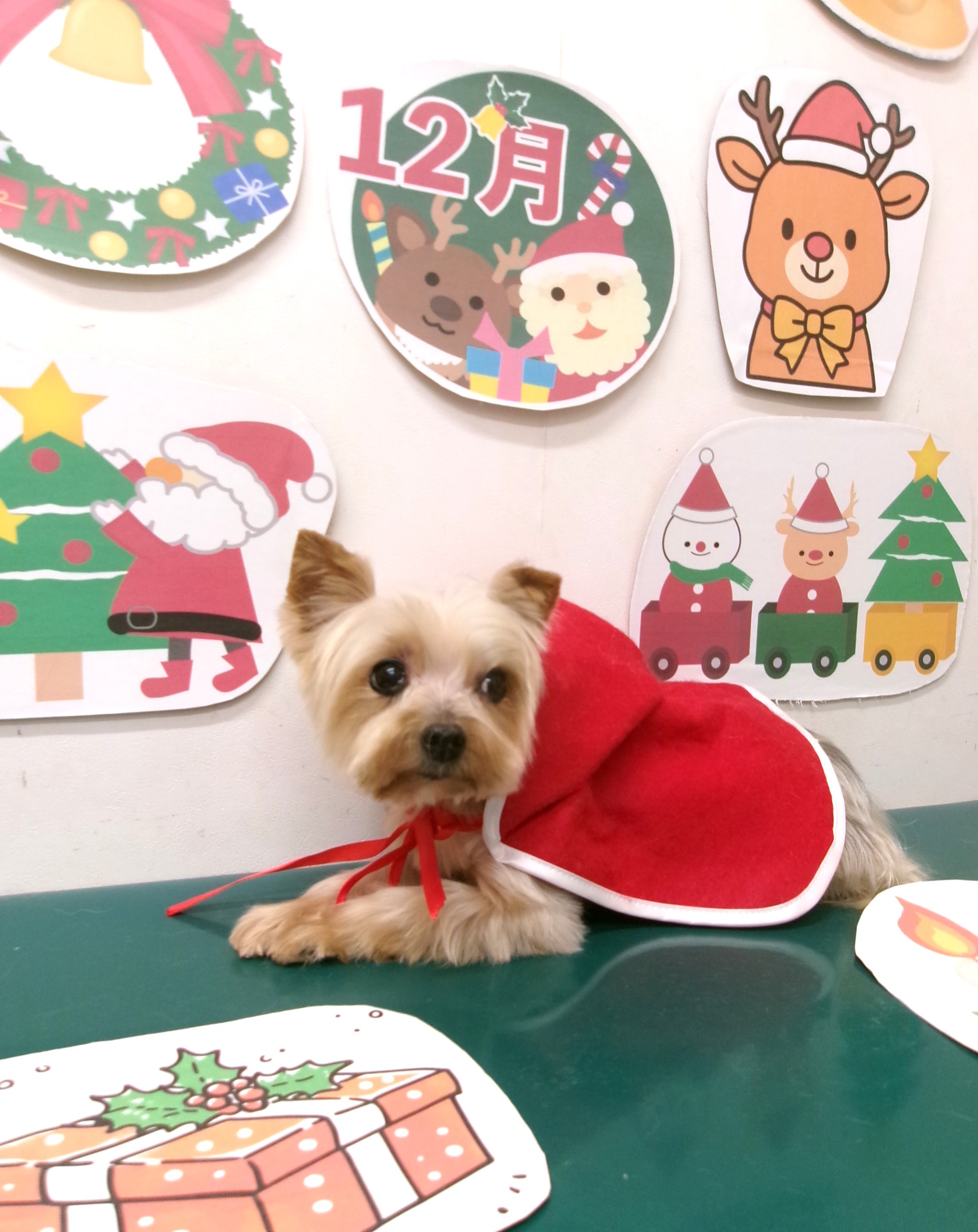 カット例 - シュシュどうぶつ病院