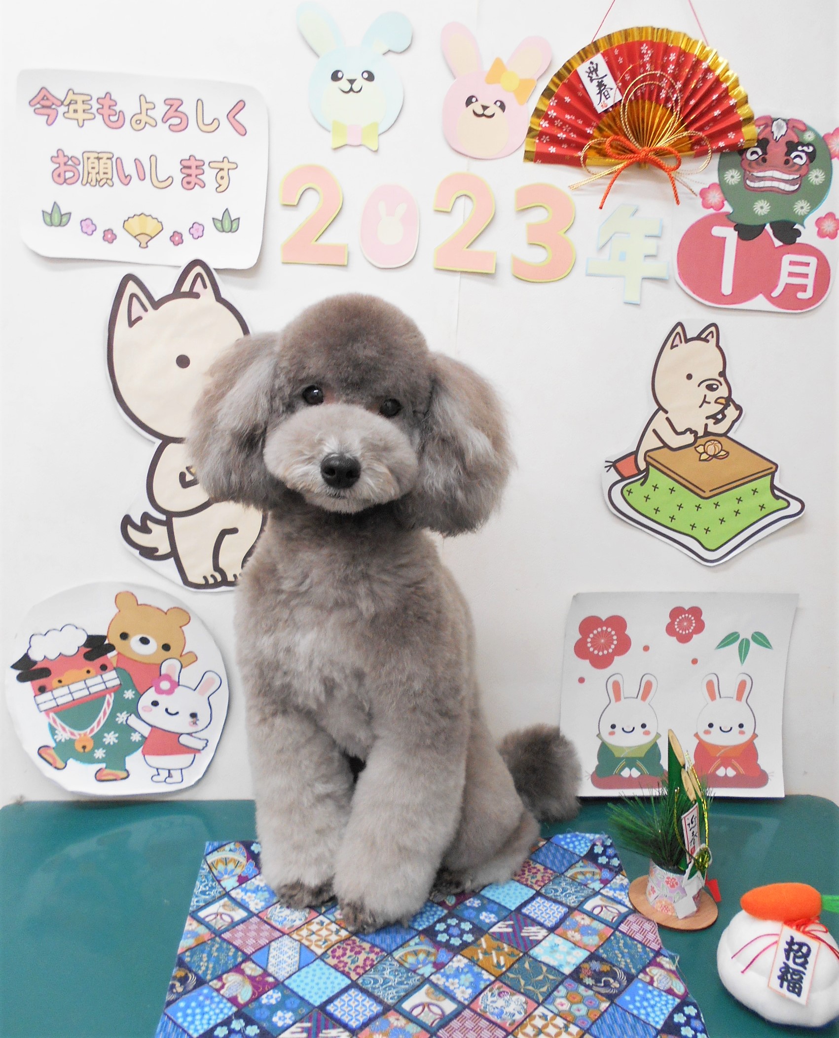 トイプードルのトリミングカット シュシュどうぶつ病院の1枚目