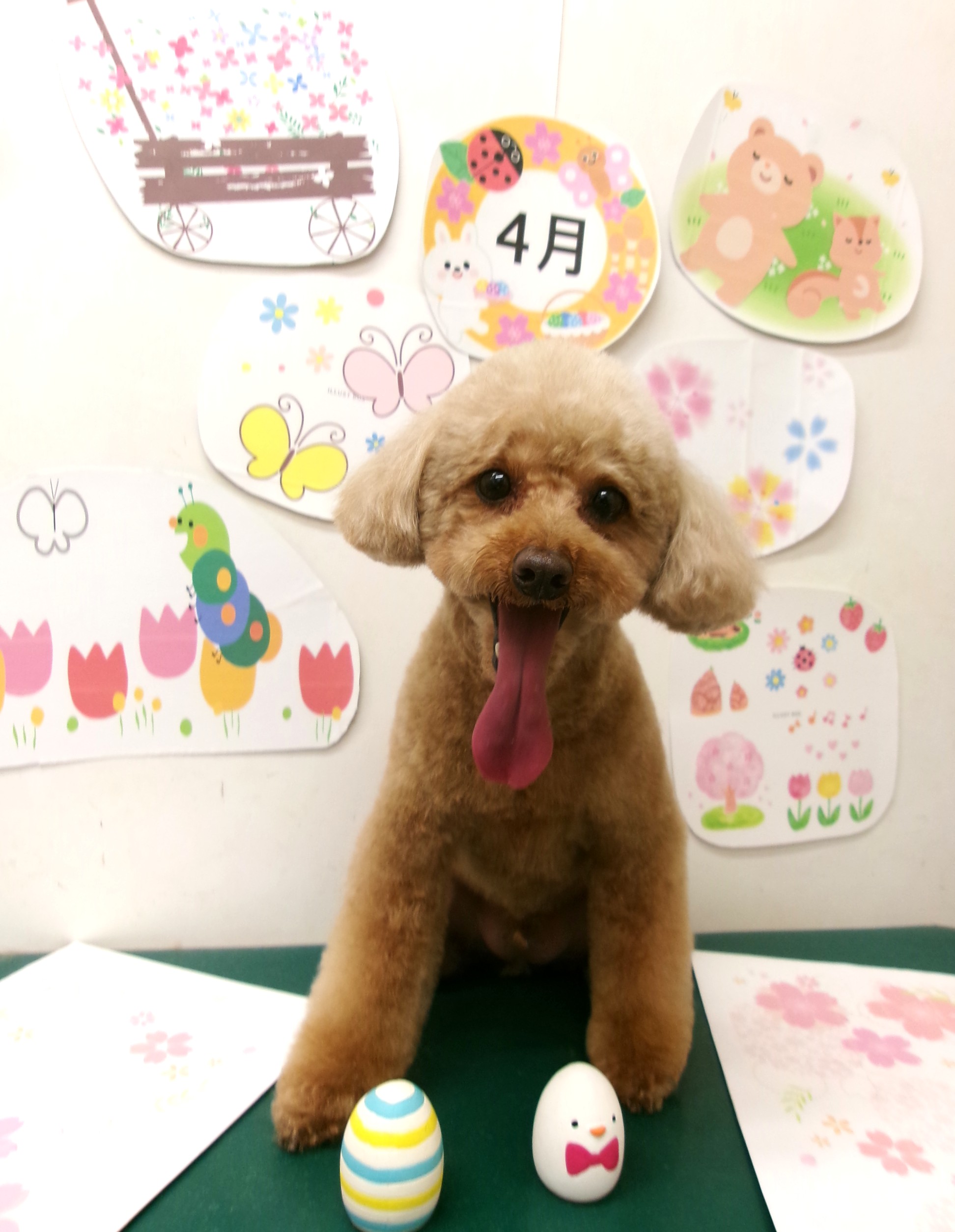 トリミングサロン シュシュどうぶつ病院のトリミングカット-9910の1枚目